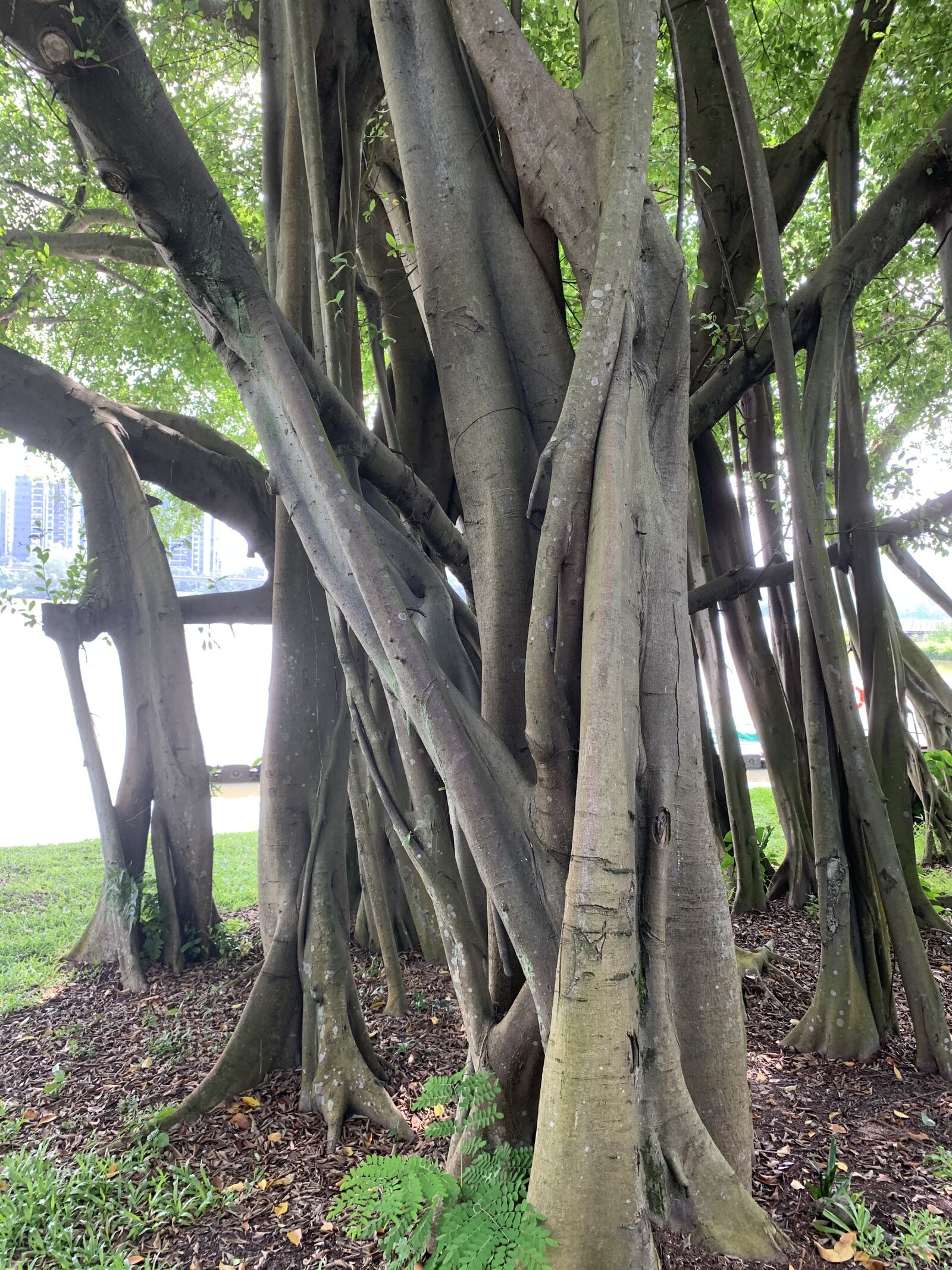 iPhone XR back camera 4.25mm f/1.8 sample photo. Nature, tree, earth photography