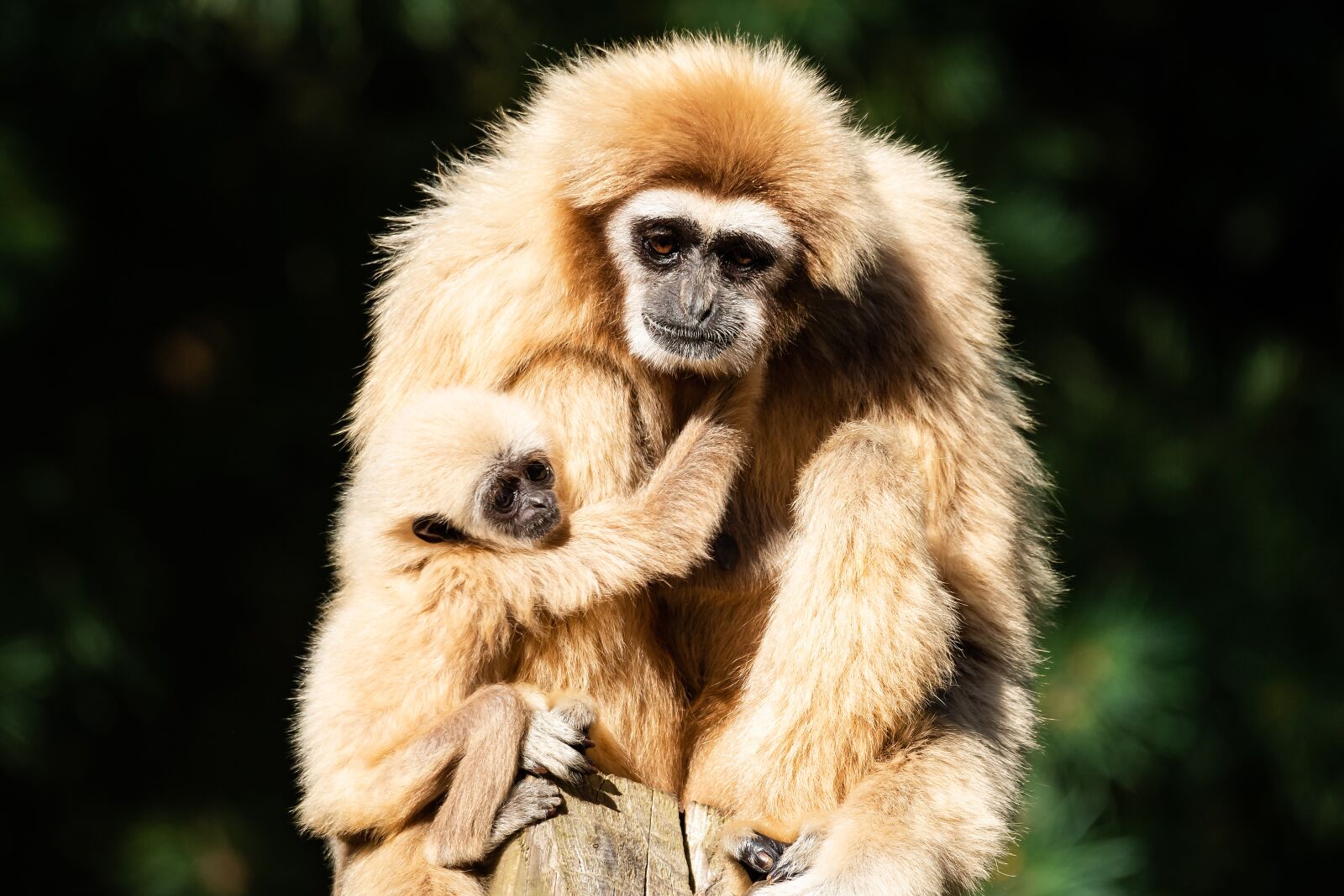 Nikon D750 sample photo. Gibbon, monkey, animal photography
