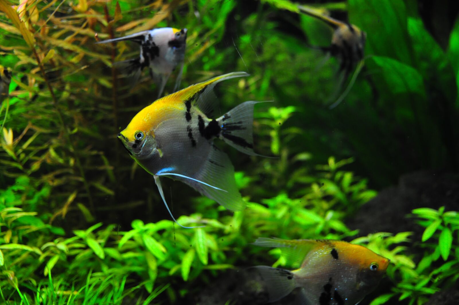 Nikon D90 sample photo. Fish, tank, aqua photography