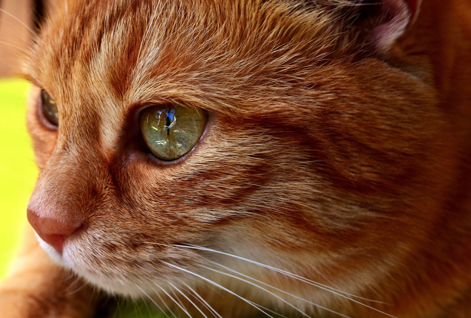 Nikon D7200 sample photo. Cat, mackerel, portrait photography