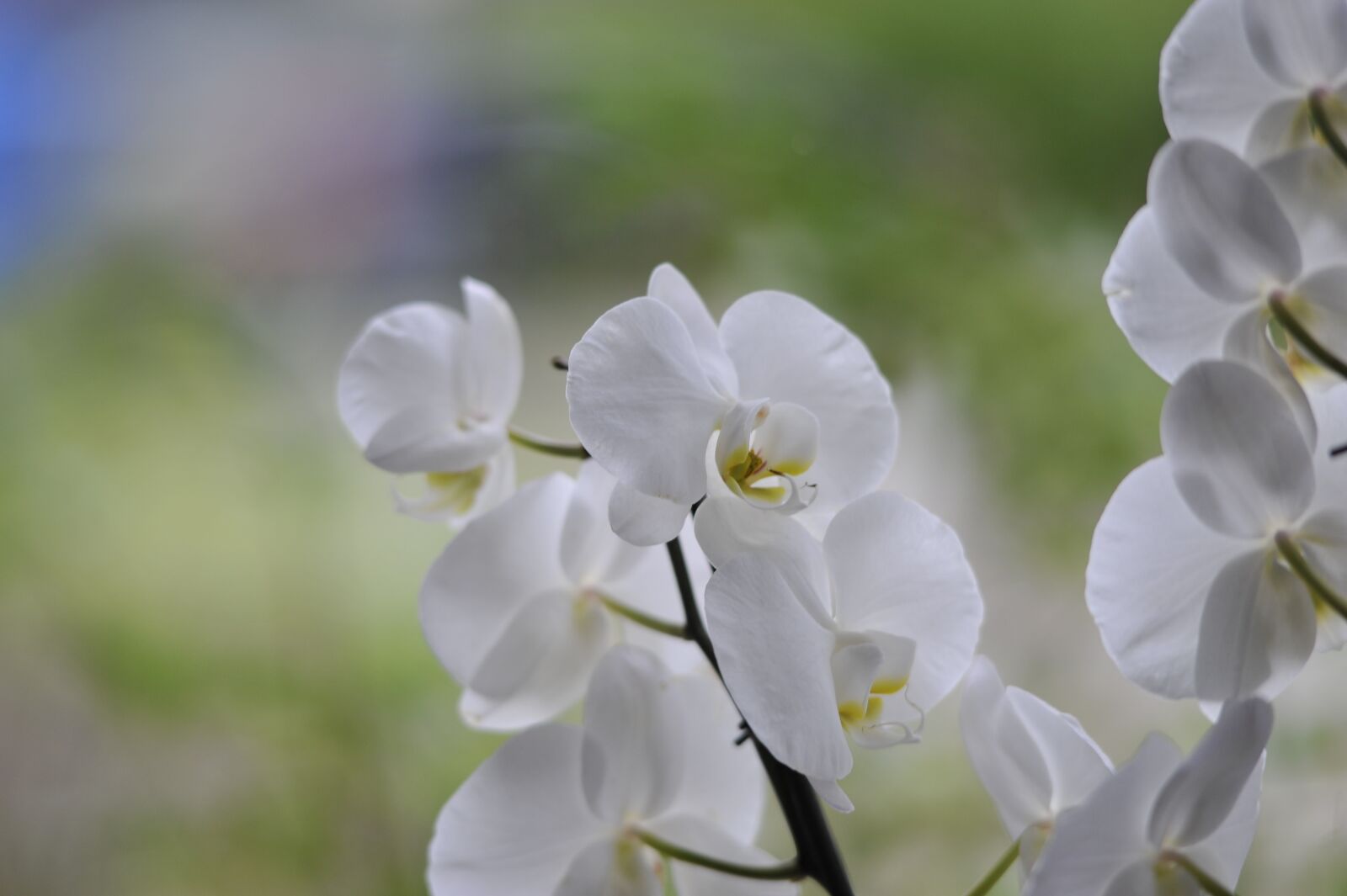 Nikon D700 sample photo. Orchydea, white, flower photography