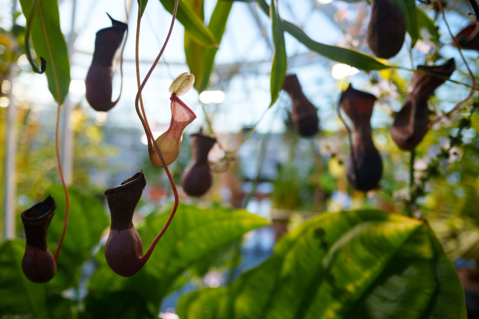 Samyang Remaster Slim 21mm F3.5 sample photo. Carnivorous plant photography