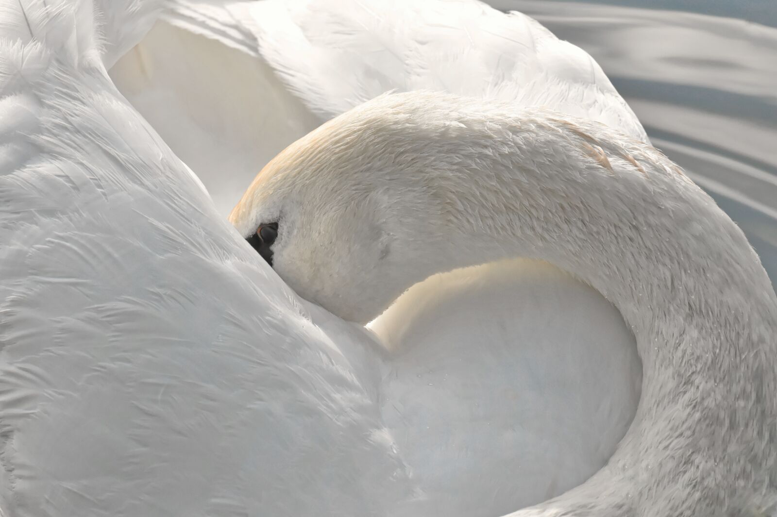 Nikon D7200 sample photo. Swan, feather, plumage photography