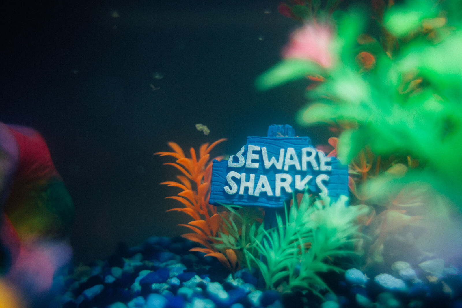 Canon EF 28mm F1.8 USM sample photo. Fish, tank, vsco photography