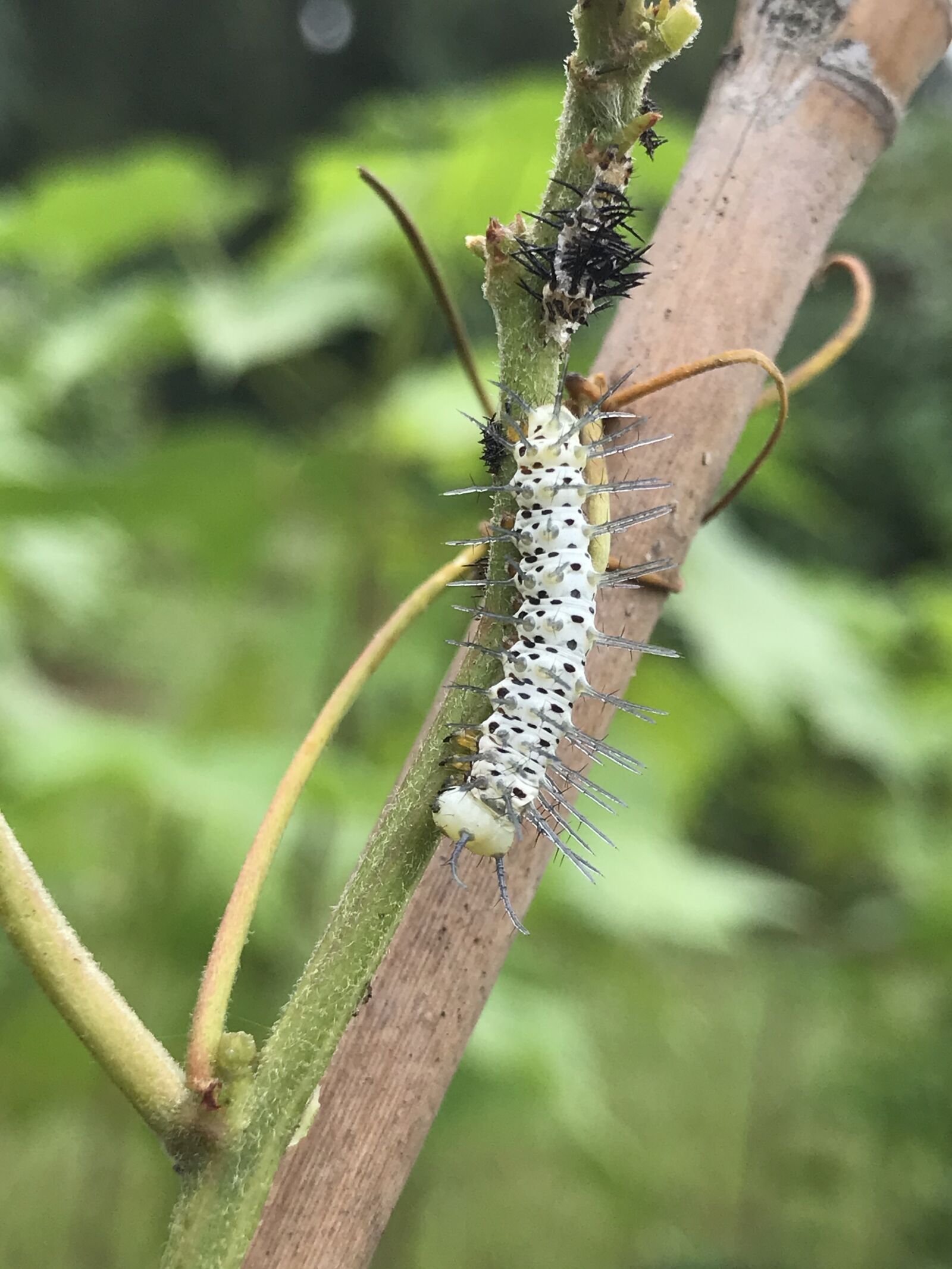 iPhone 7 Plus back dual camera 3.99mm f/1.8 sample photo. Caterpillar, brush-footed butterfly, butterfly photography