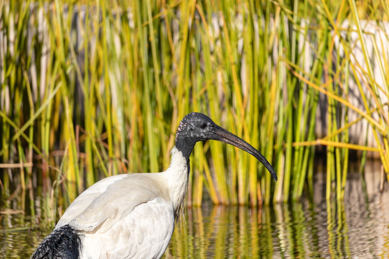 Canon EOS 200D (EOS Rebel SL2 / EOS Kiss X9) sample photo. Ibis, bird, water photography