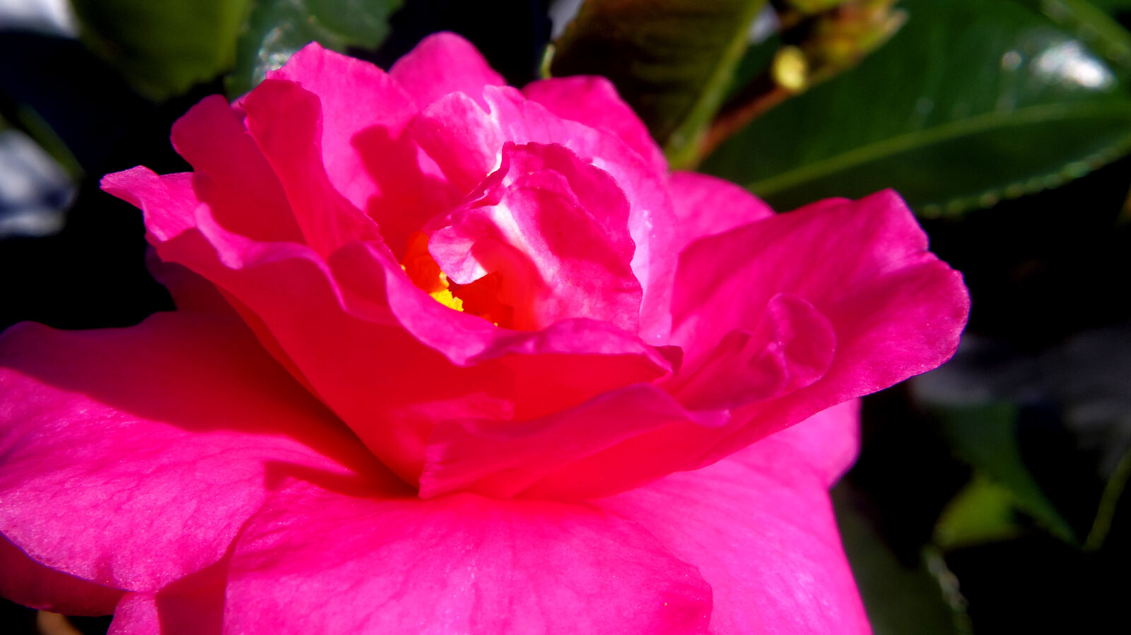 Pentax Q10 sample photo. Camellia, sasanqua photography