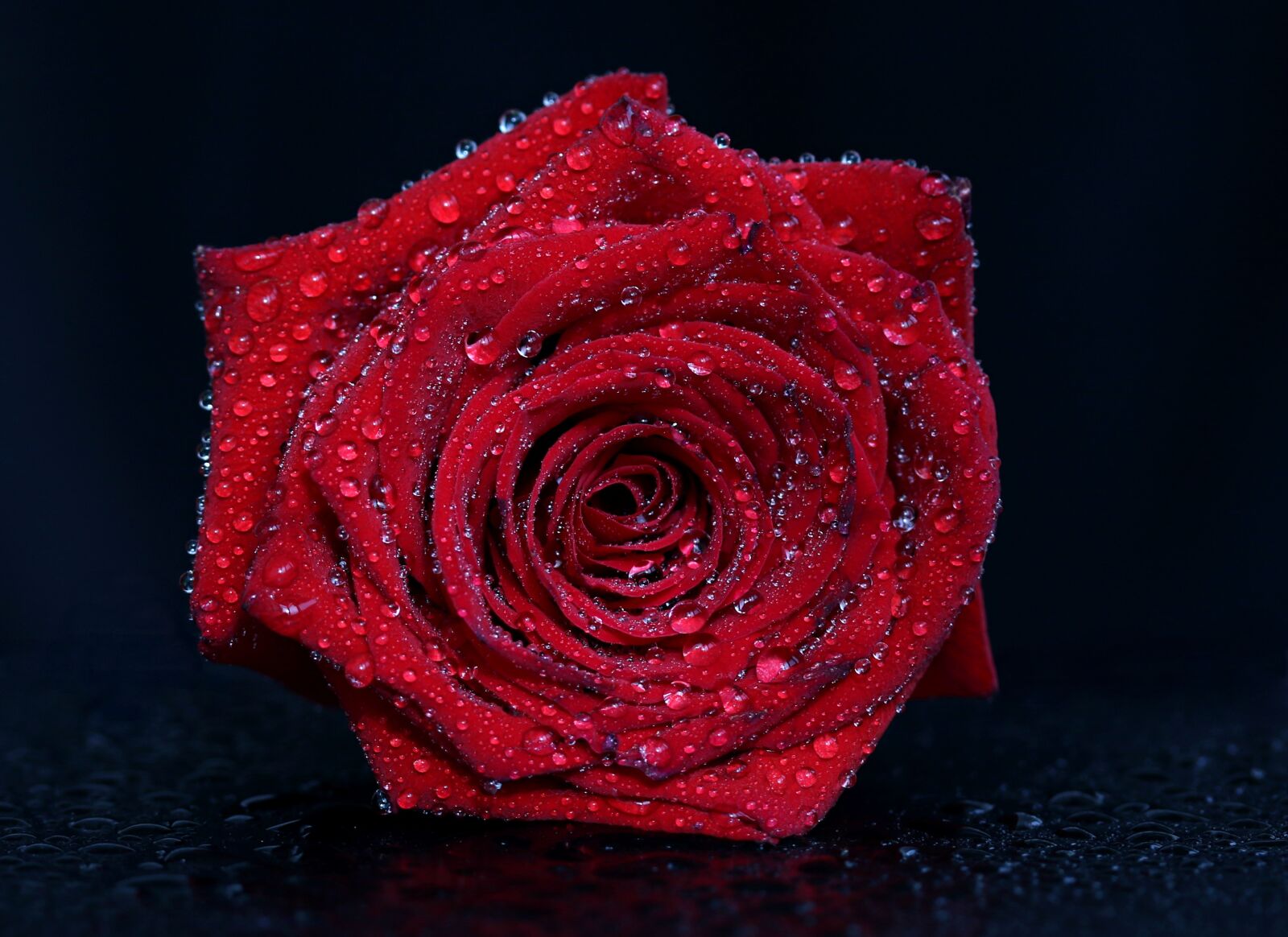 Canon EF-S 60mm F2.8 Macro USM sample photo. Rose, red, drops photography
