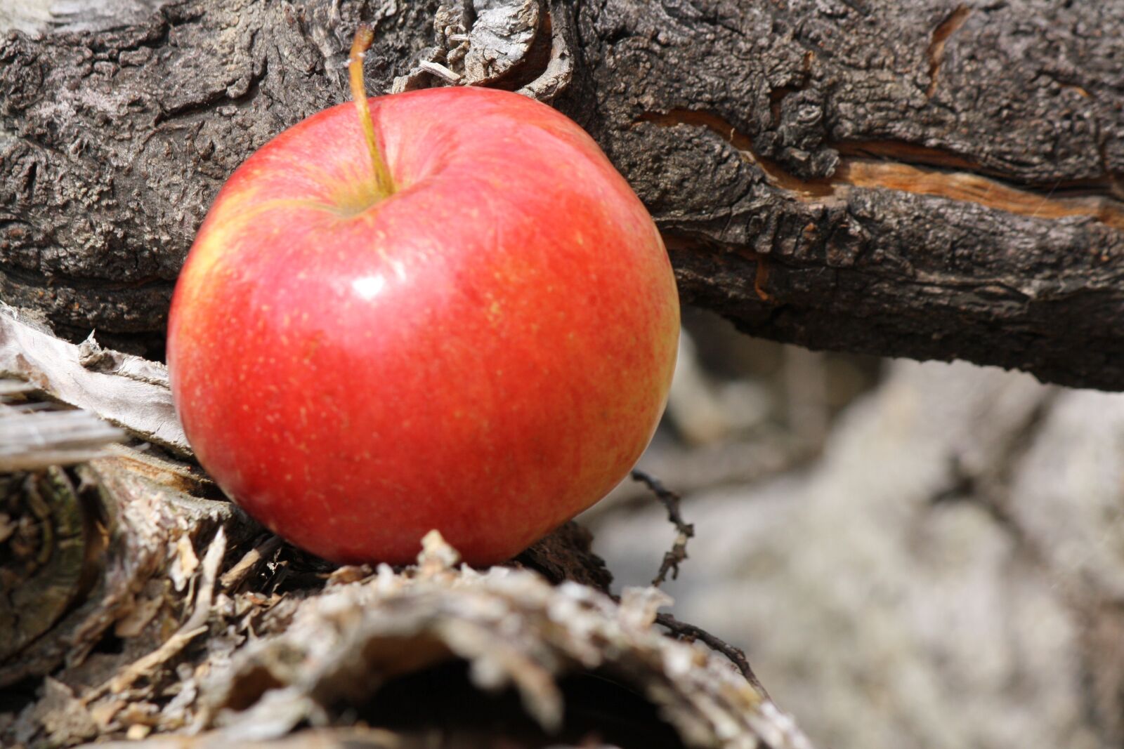 Canon EOS 1000D (EOS Digital Rebel XS / EOS Kiss F) sample photo. Apple, apple tree, root photography