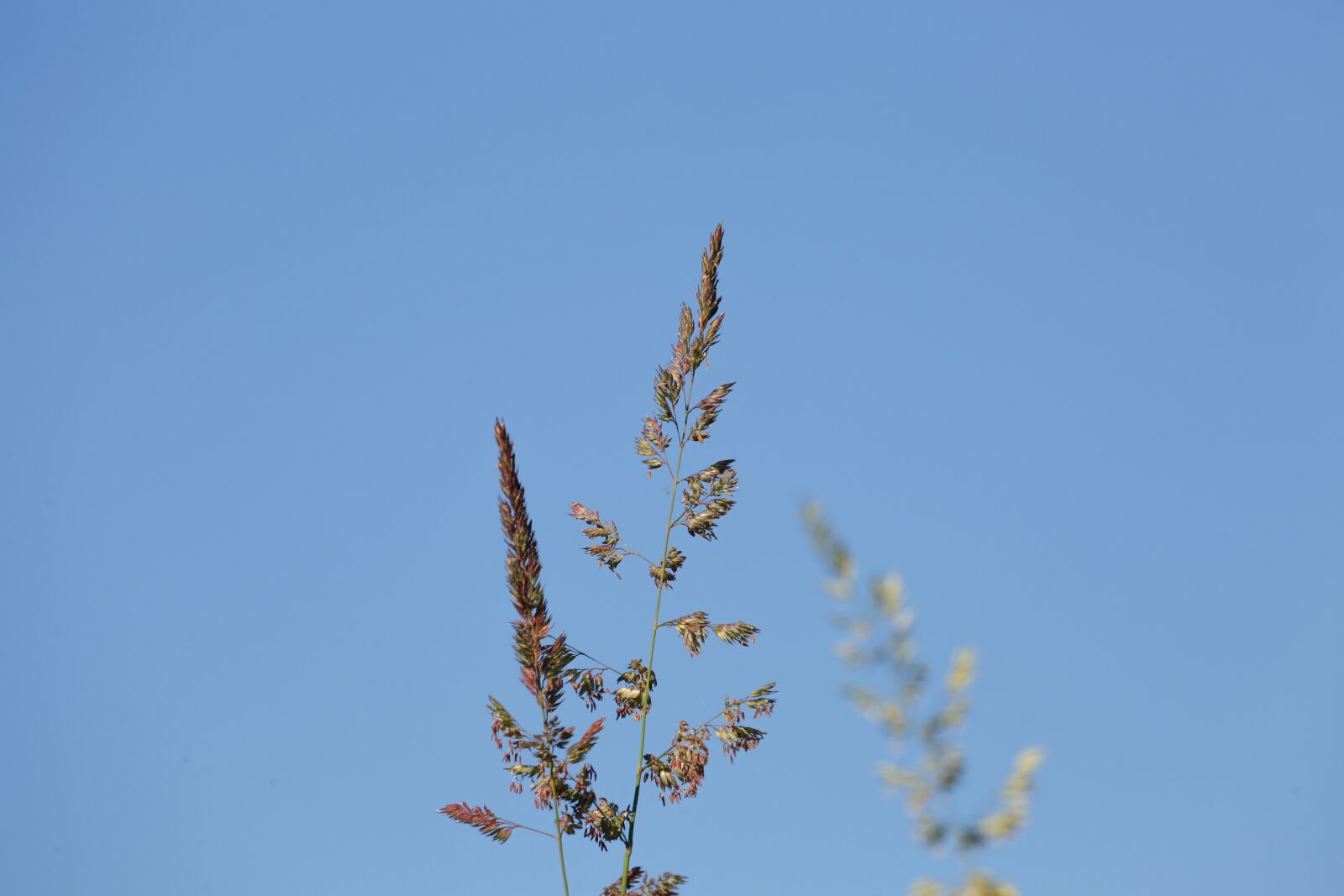 Canon EF 100-400mm F4.5-5.6L IS USM sample photo. Grass, halme, green photography