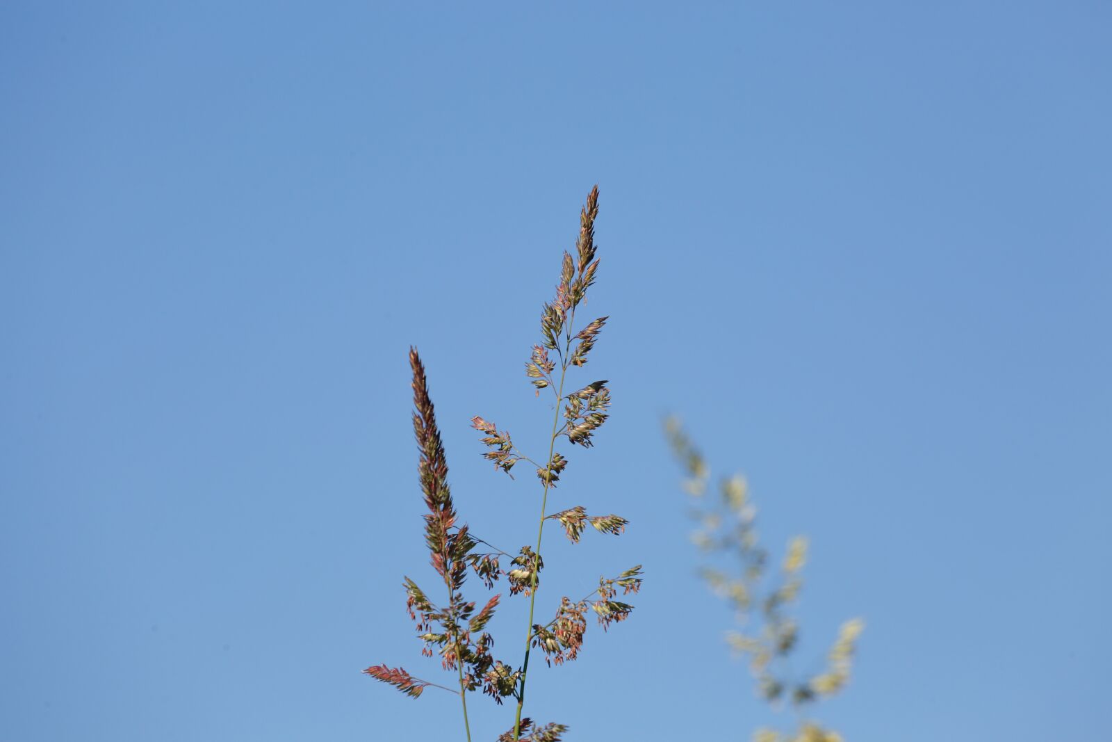 Canon EOS 5D Mark III + Canon EF 100-400mm F4.5-5.6L IS USM sample photo. Grass, halme, green photography