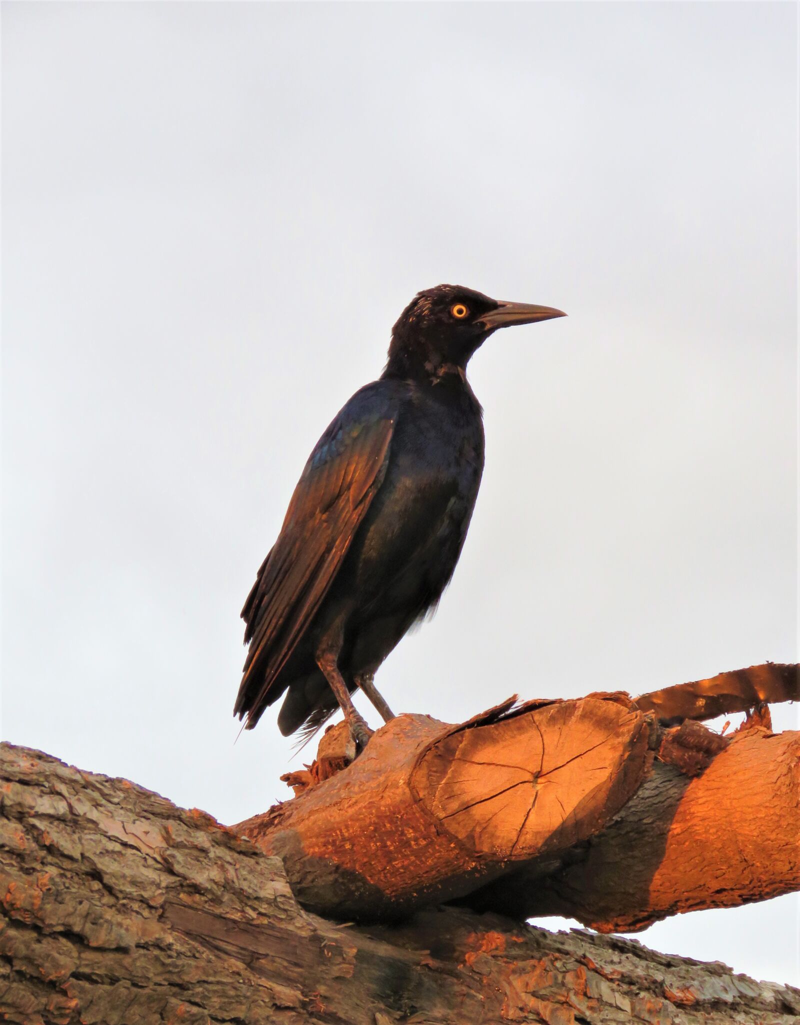 Canon PowerShot SX60 HS sample photo. Crow, bird, sunset photography