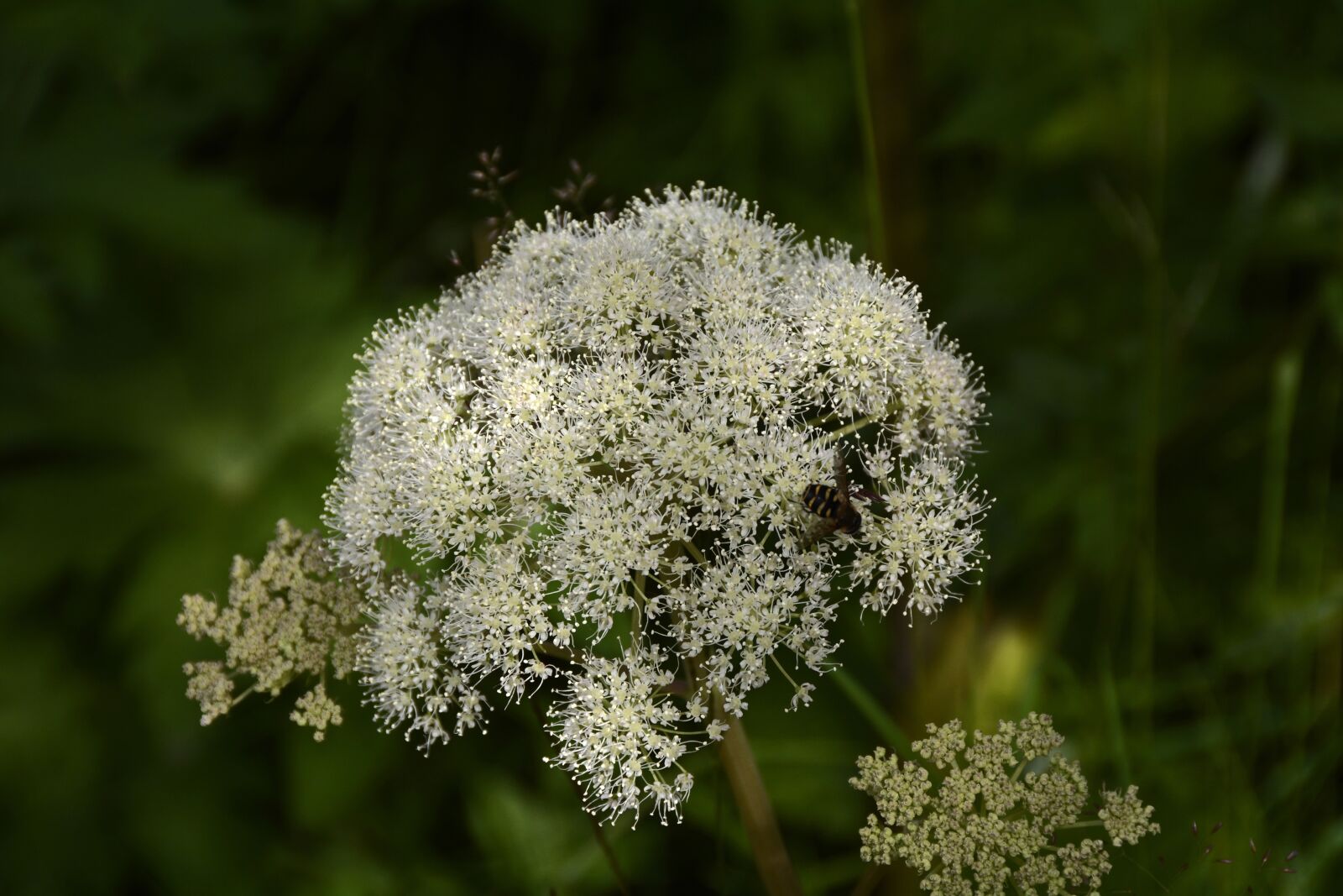 Nikon D7100 sample photo. Forest-angelica, apiaceae, doldengewächse photography