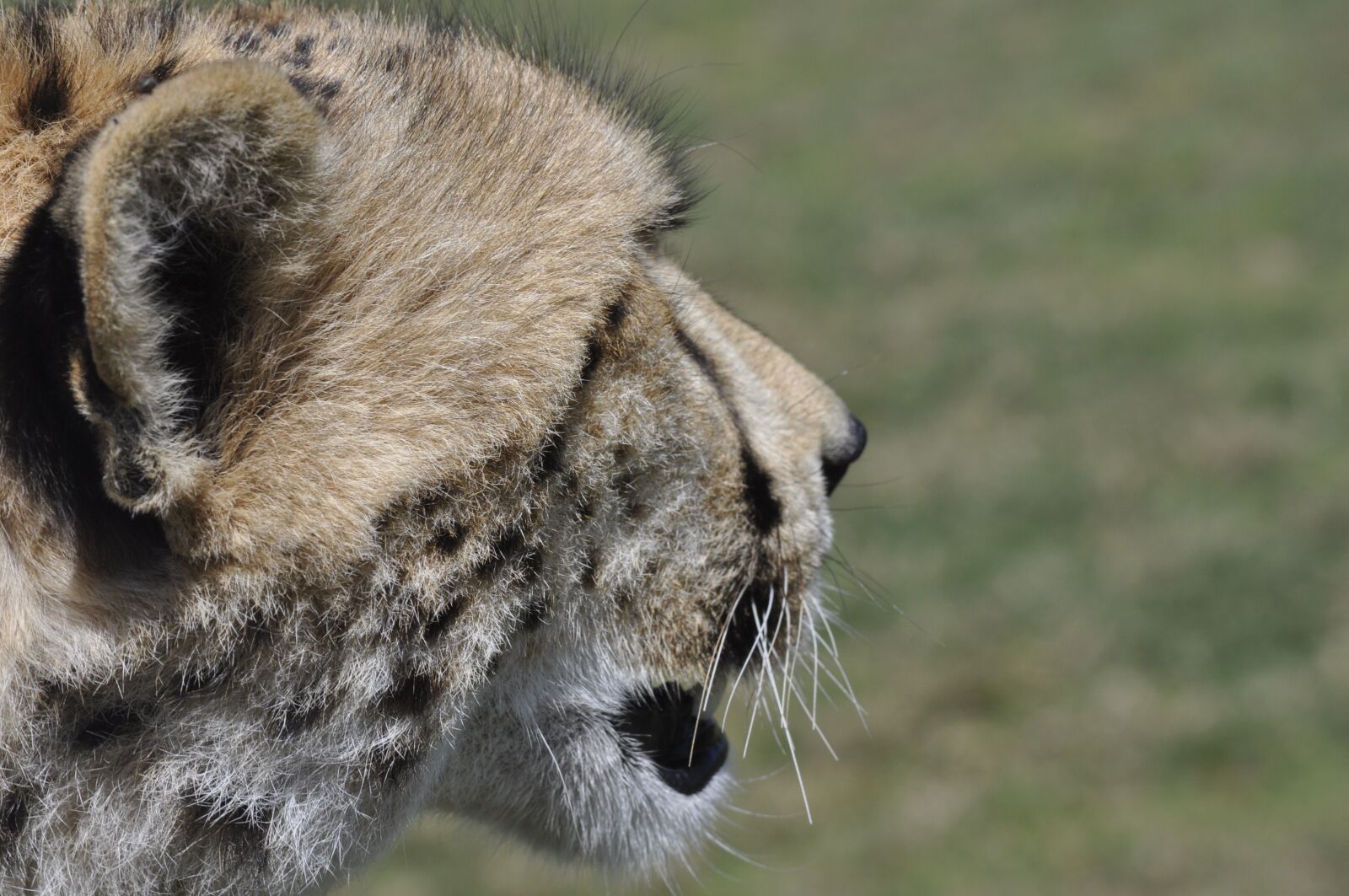 Nikon D90 sample photo. Cheetah, face, cat photography