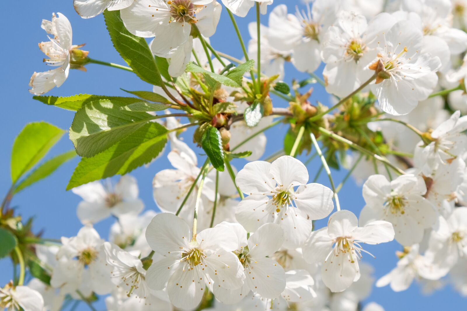 Fujifilm X-T3 sample photo. Blossom, cherry, flower photography