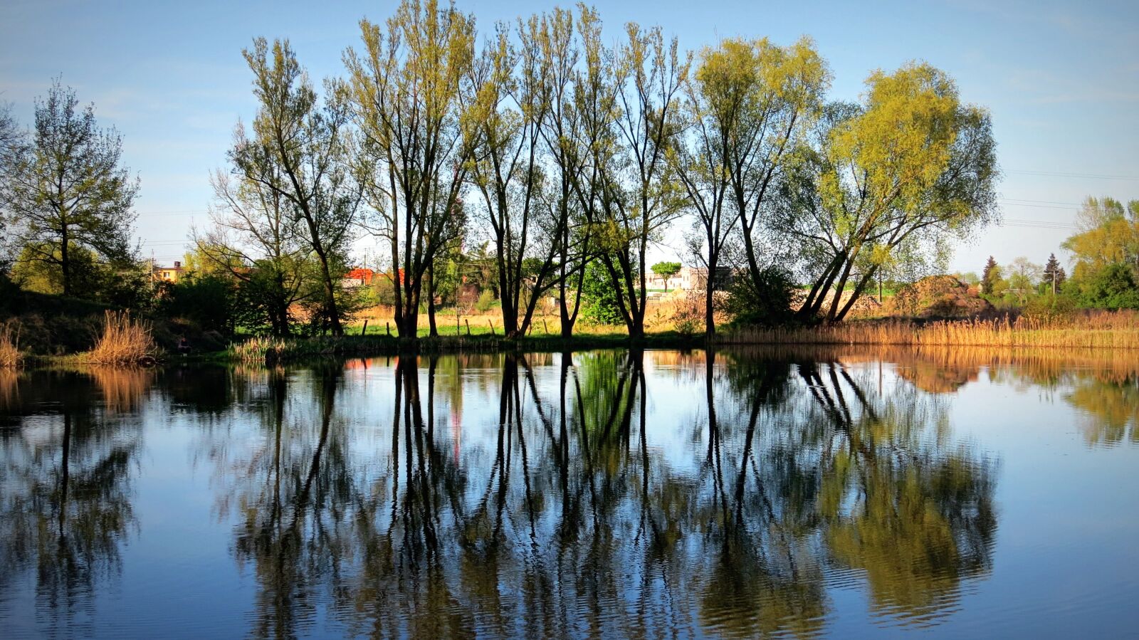 Canon PowerShot SX50 HS sample photo. Mirror, tree, water photography