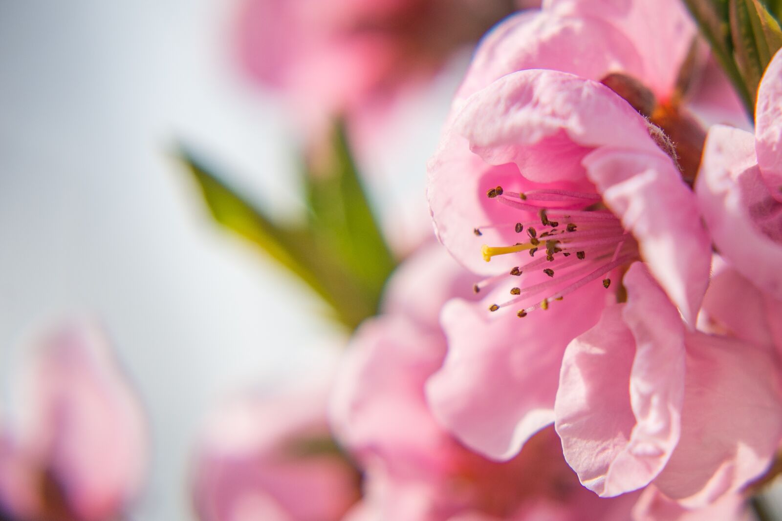 Nikon D7200 sample photo. Nectarine blossom, blossom, bloom photography