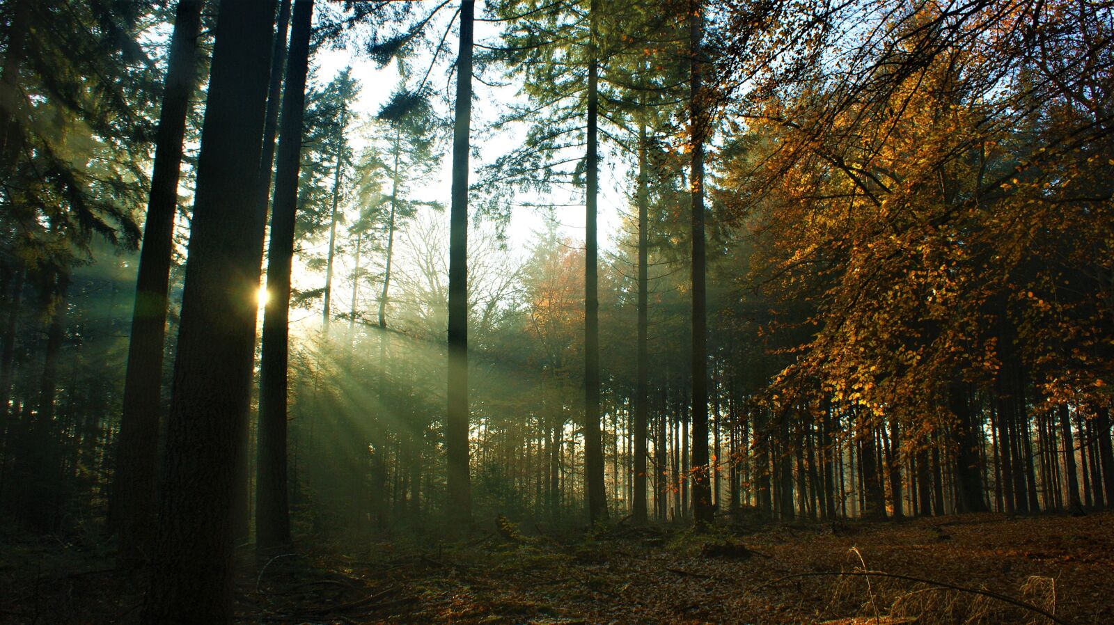 Sony Alpha DSLR-A350 sample photo. Forest, sun, nature photography