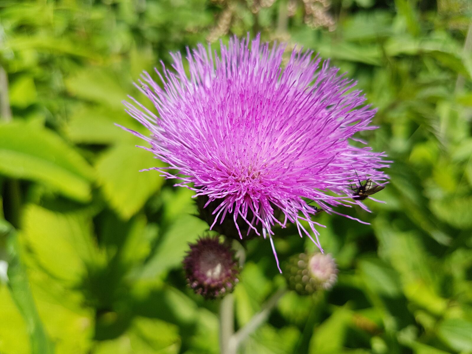 Samsung Galaxy S7 sample photo. Milk thistle, silybum marianum photography