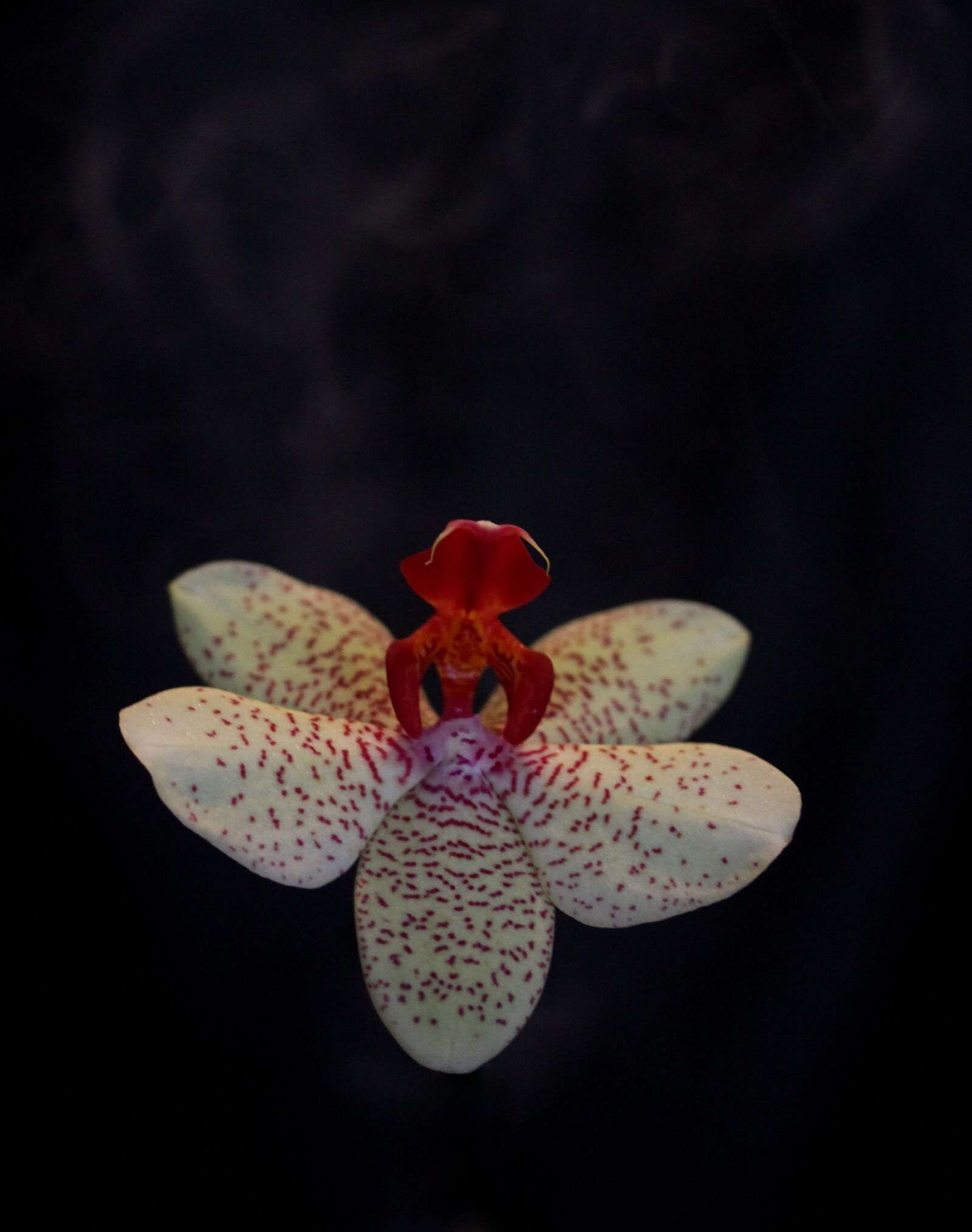 Canon EOS 700D (EOS Rebel T5i / EOS Kiss X7i) sample photo. Orchid, flower, ballerina photography