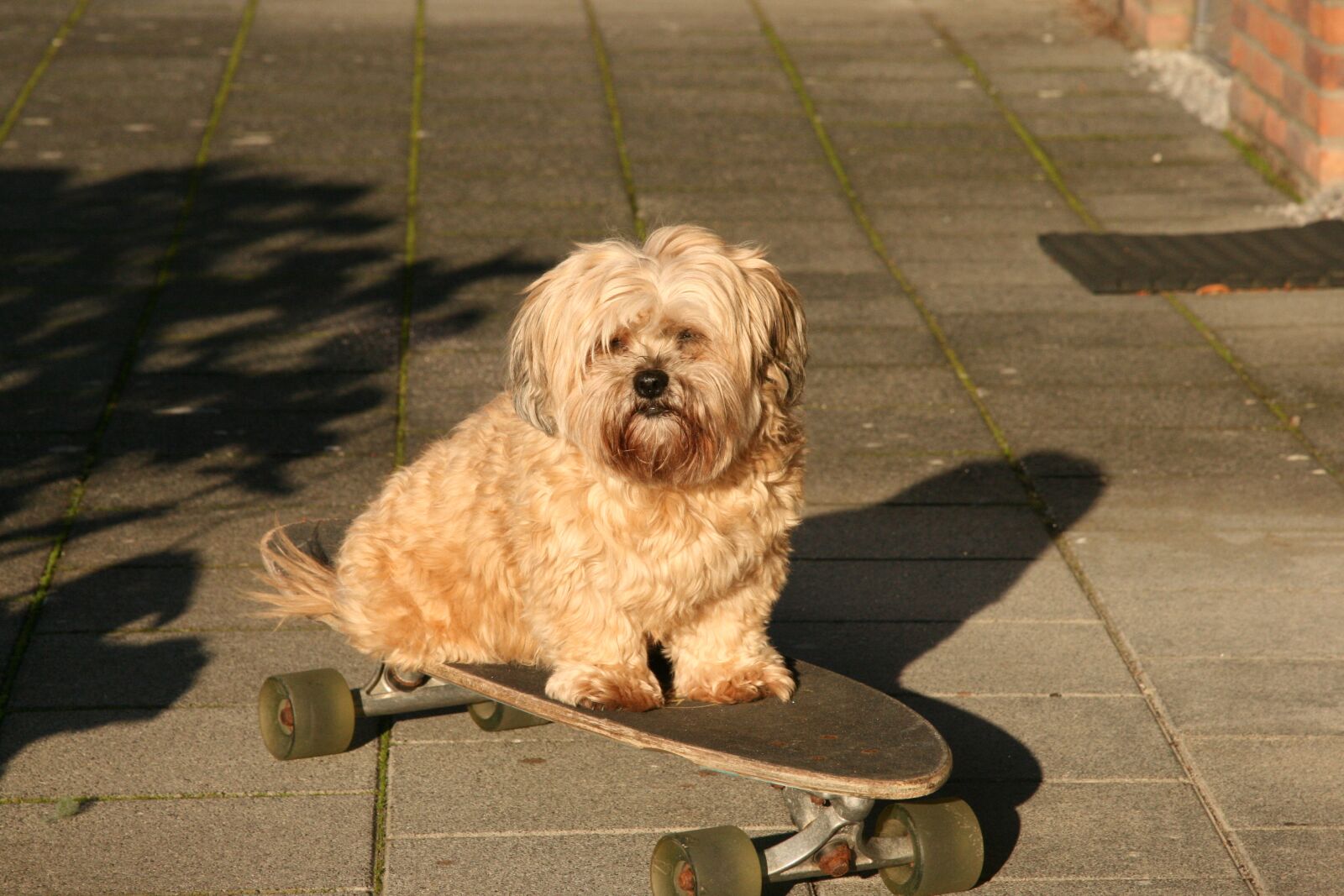 Canon EOS 400D (EOS Digital Rebel XTi / EOS Kiss Digital X) sample photo. Dog on skateboard, dog photography