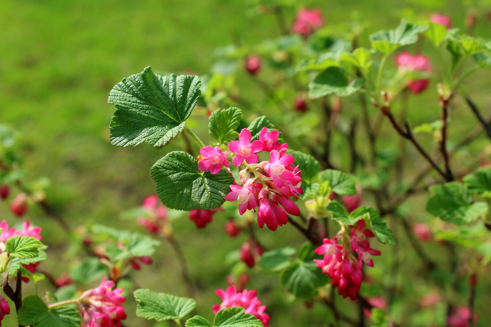 Canon EOS 1200D (EOS Rebel T5 / EOS Kiss X70 / EOS Hi) sample photo. Currant decorative, bush, flowering photography