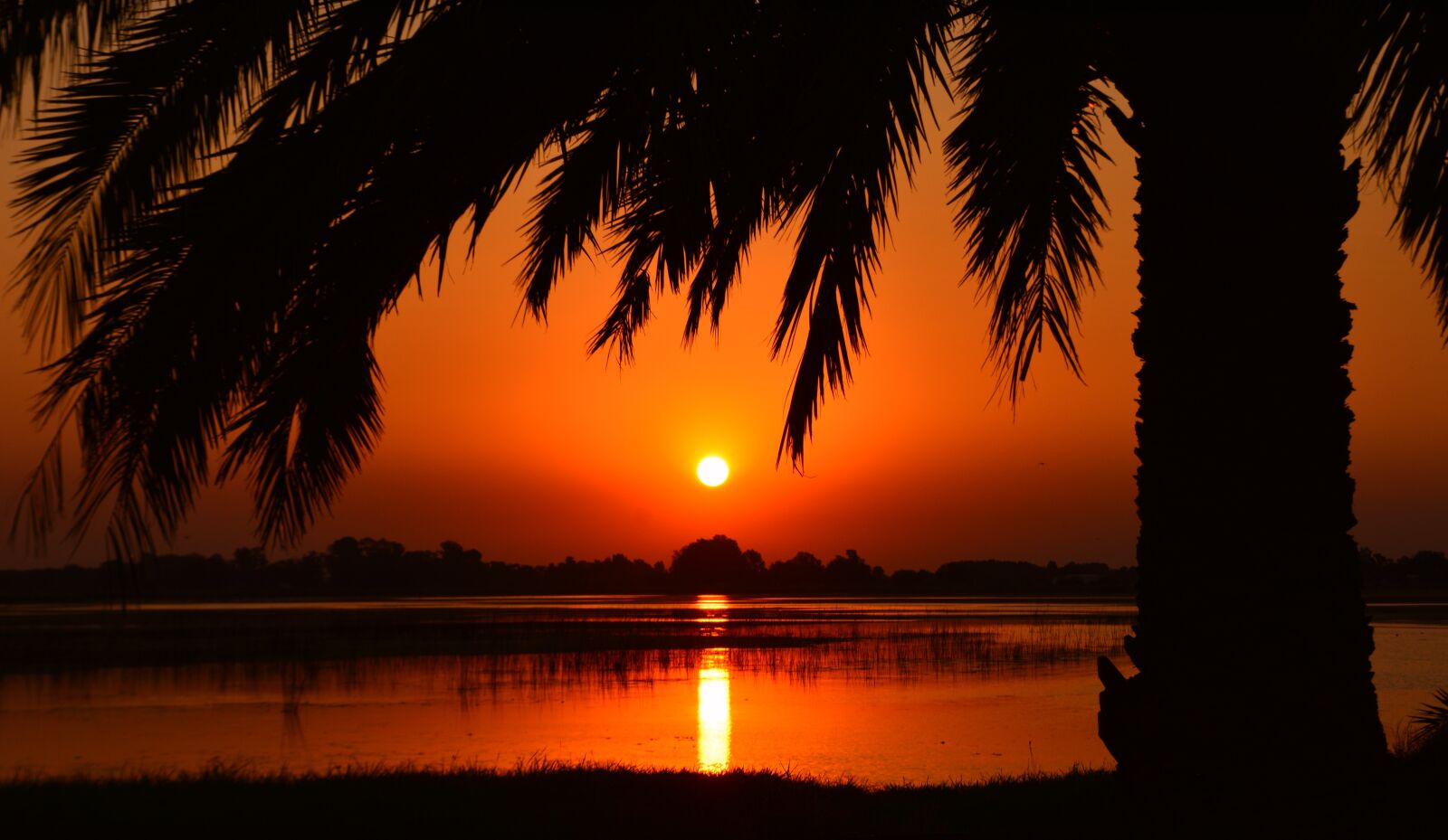 Nikon D5200 sample photo. Sunset, palm tree, laguna photography