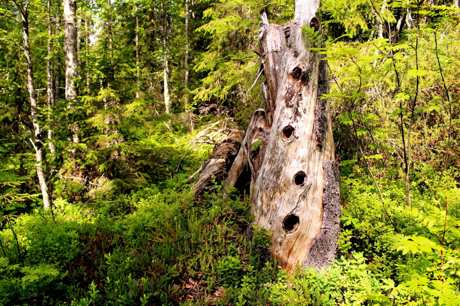 Canon EOS 700D (EOS Rebel T5i / EOS Kiss X7i) sample photo. Tree, collection, rot photography
