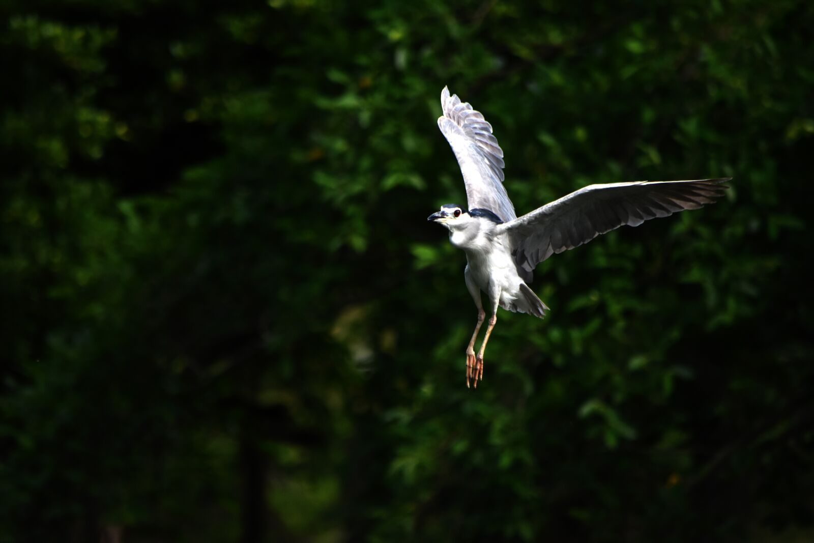 Nikon D5500 sample photo. Night heron, bird, nature photography
