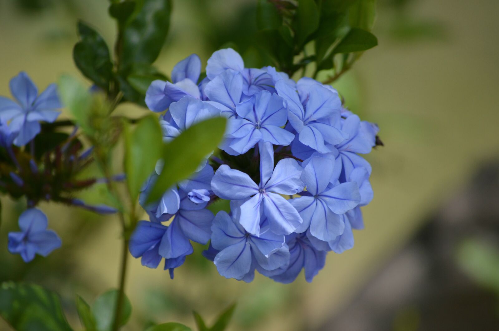 Nikon D3200 sample photo. Flowers, blue, plumbago photography