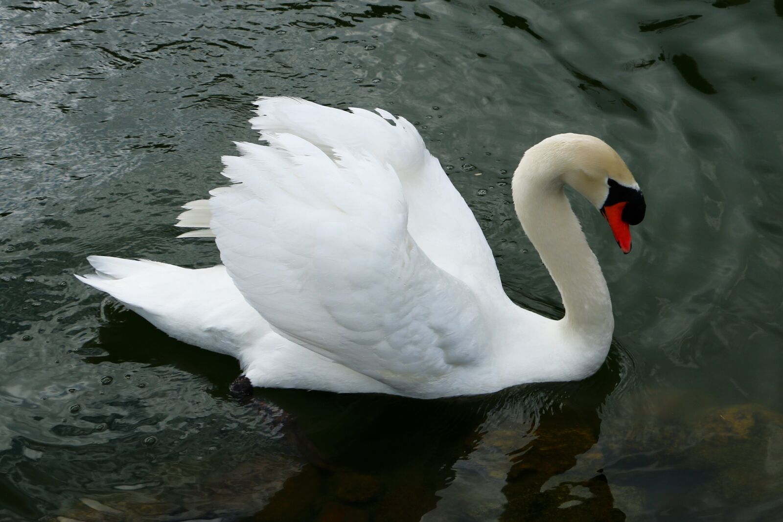 Canon EOS 70D sample photo. Swan, garden, water photography