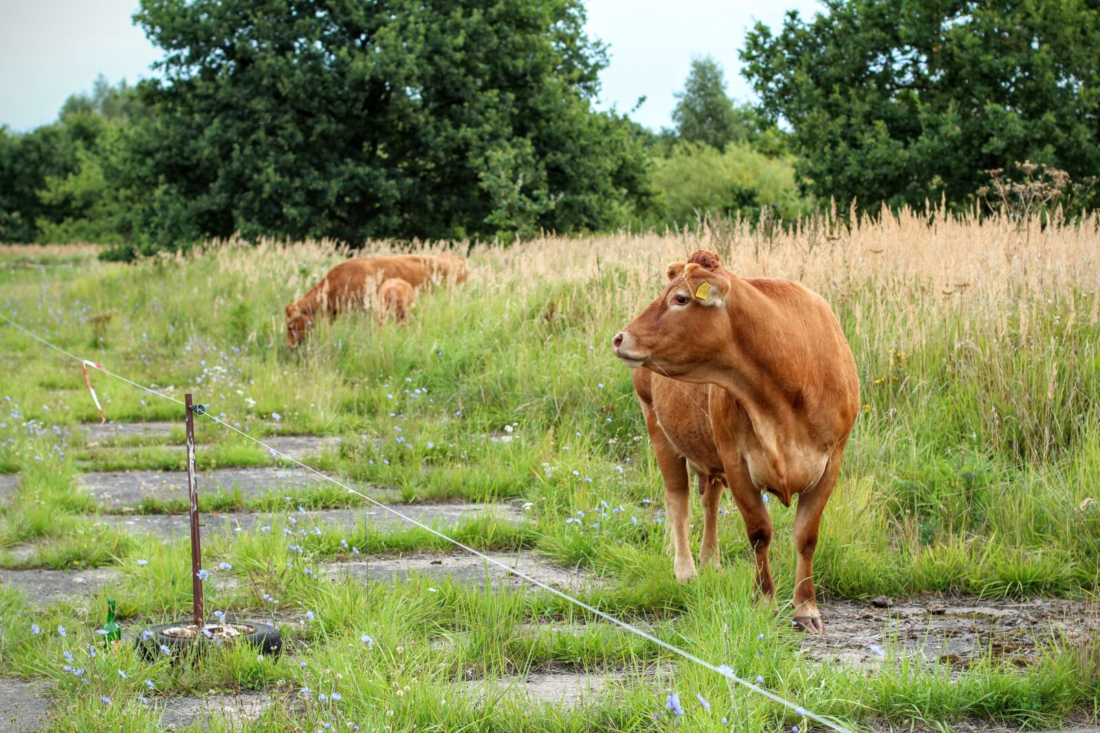 Canon EOS 600D (Rebel EOS T3i / EOS Kiss X5) + Canon EF 50mm F1.4 USM sample photo. Cow, brown, milk photography