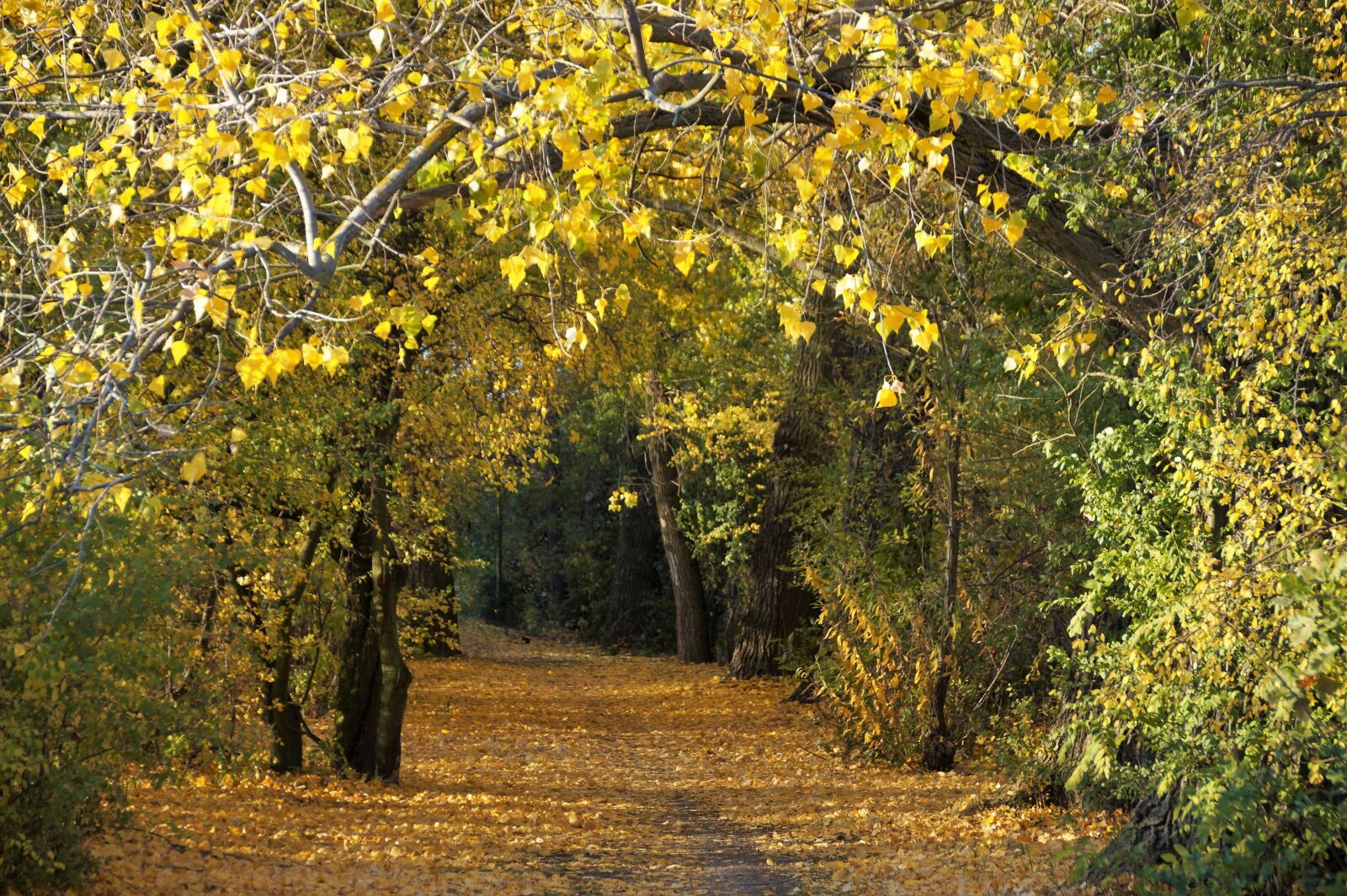 Sony SLT-A58 sample photo. Autumn, yellow, fallen photography