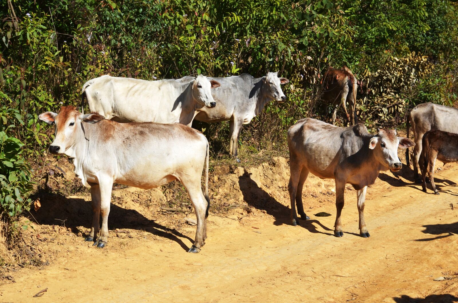 Nikon D7000 sample photo. Cattle, calf, yak photography