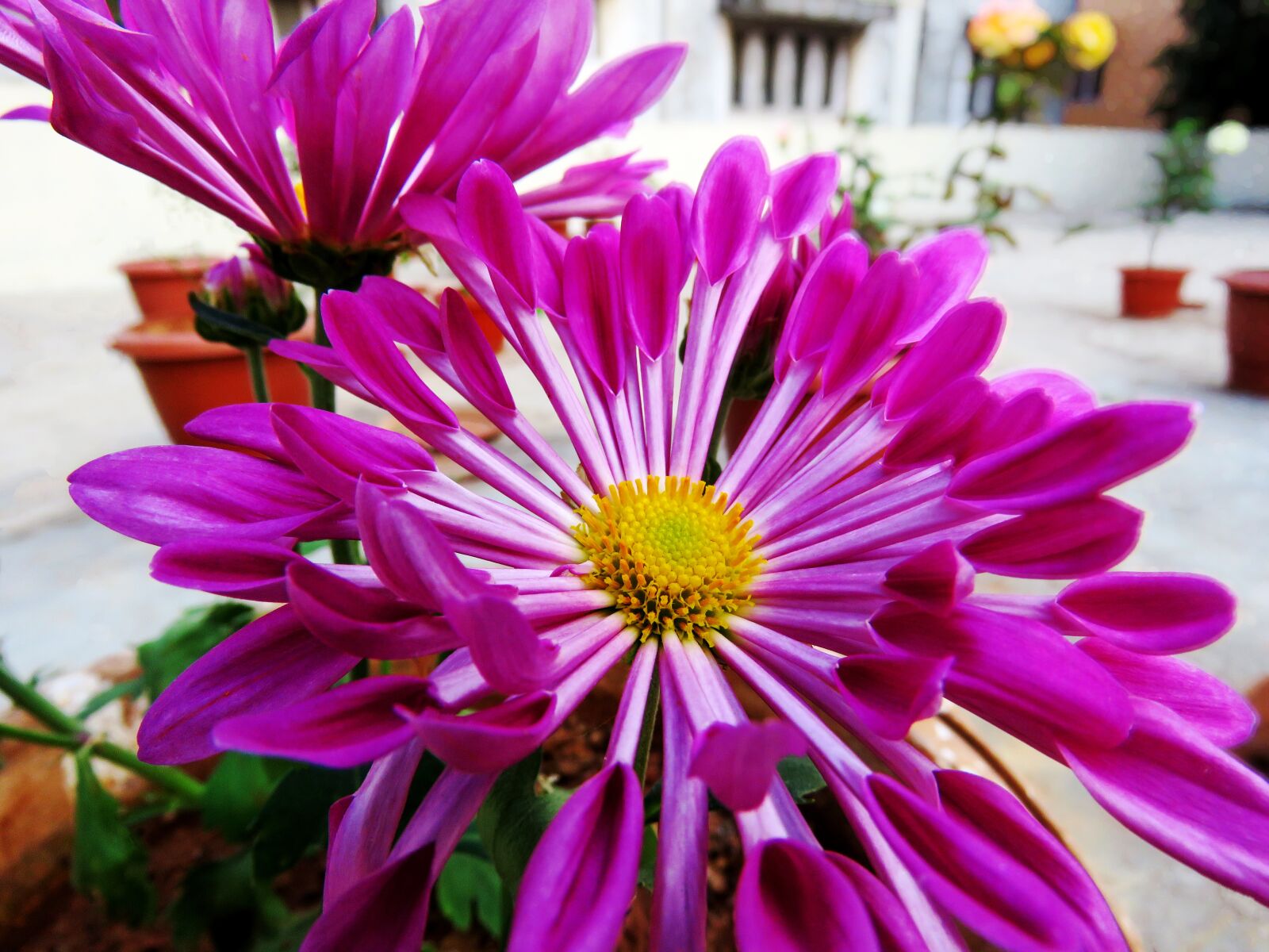 Canon PowerShot SX60 HS sample photo. Lavender flower, purple flower photography