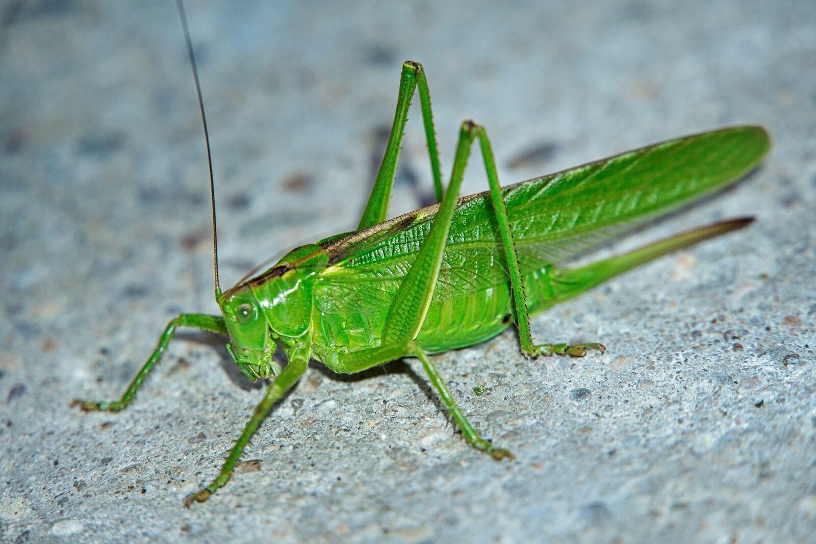 Sony a6400 sample photo. Grasshopper, hof, garden photography