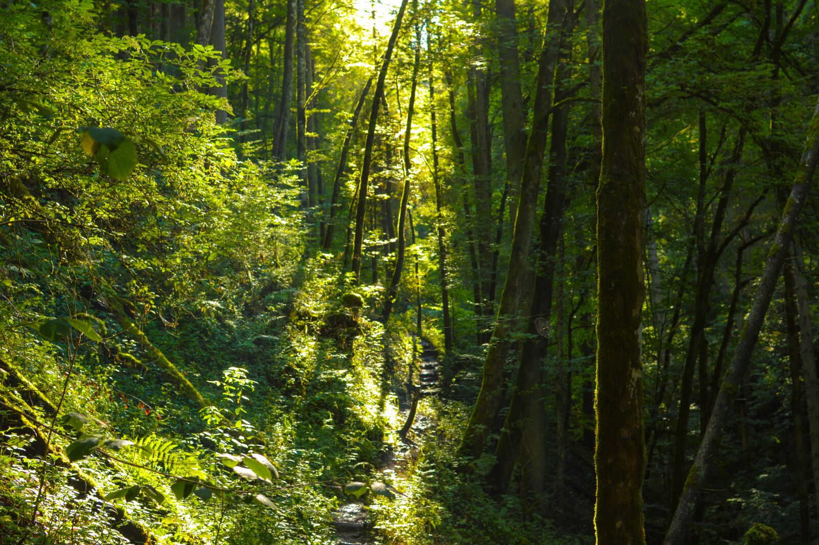 Nikon D3200 sample photo. Forest, light, trees photography