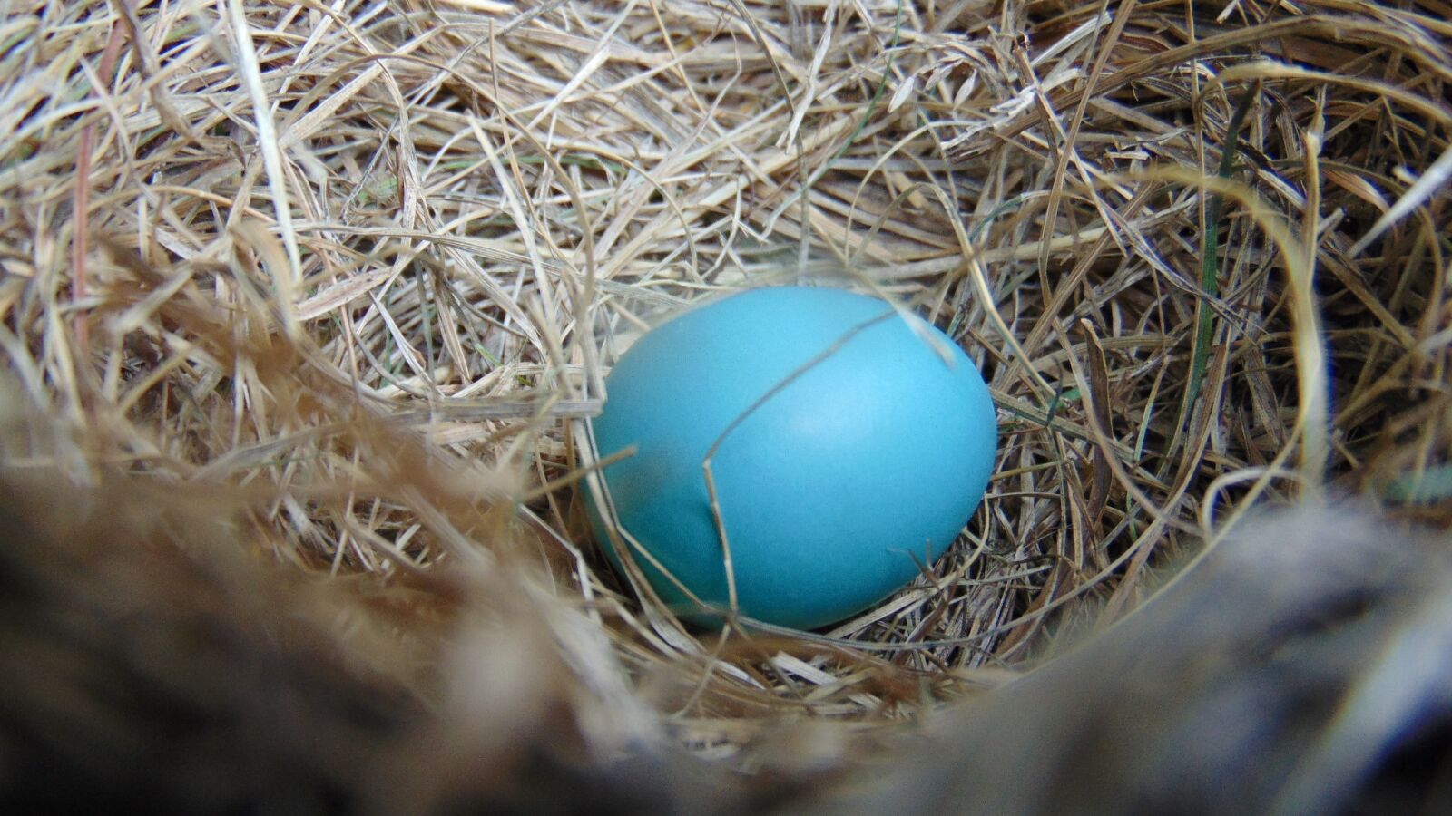 Sony Cyber-shot DSC-H300 sample photo. Nest, egg, nature photography