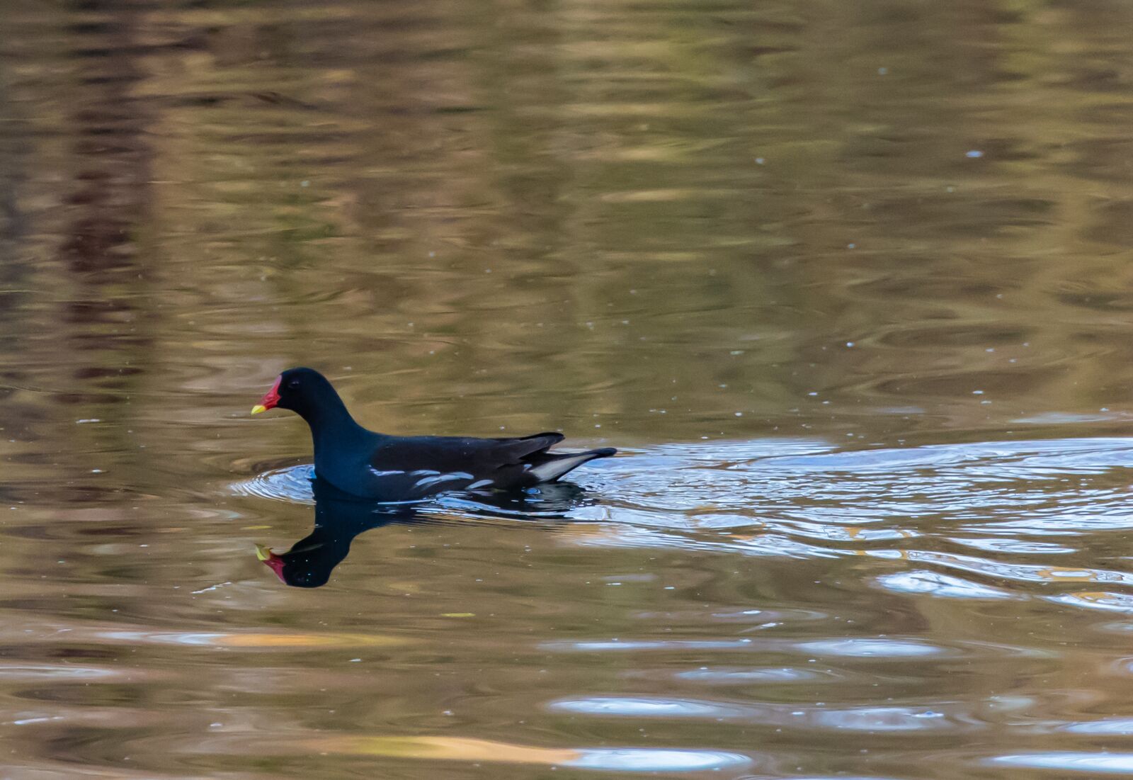 Canon EOS 7D Mark II sample photo. Moorhen, red beak, waterbird photography