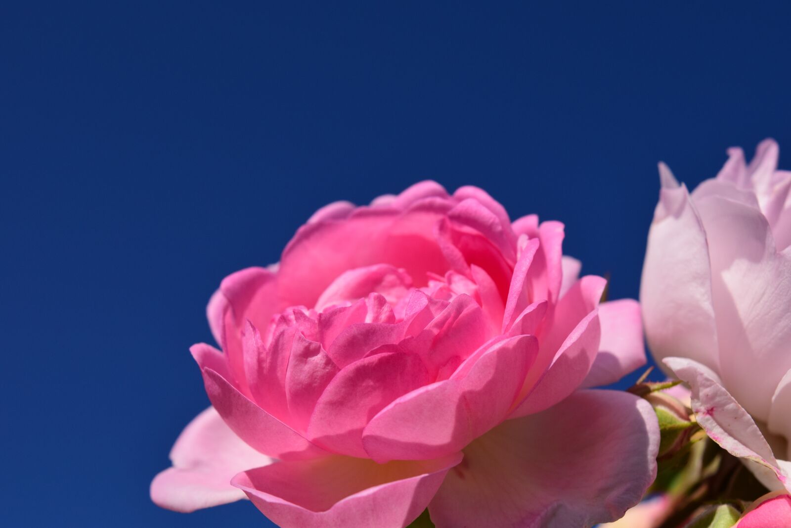 Nikon D3300 sample photo. Rose, pink, pink rose photography
