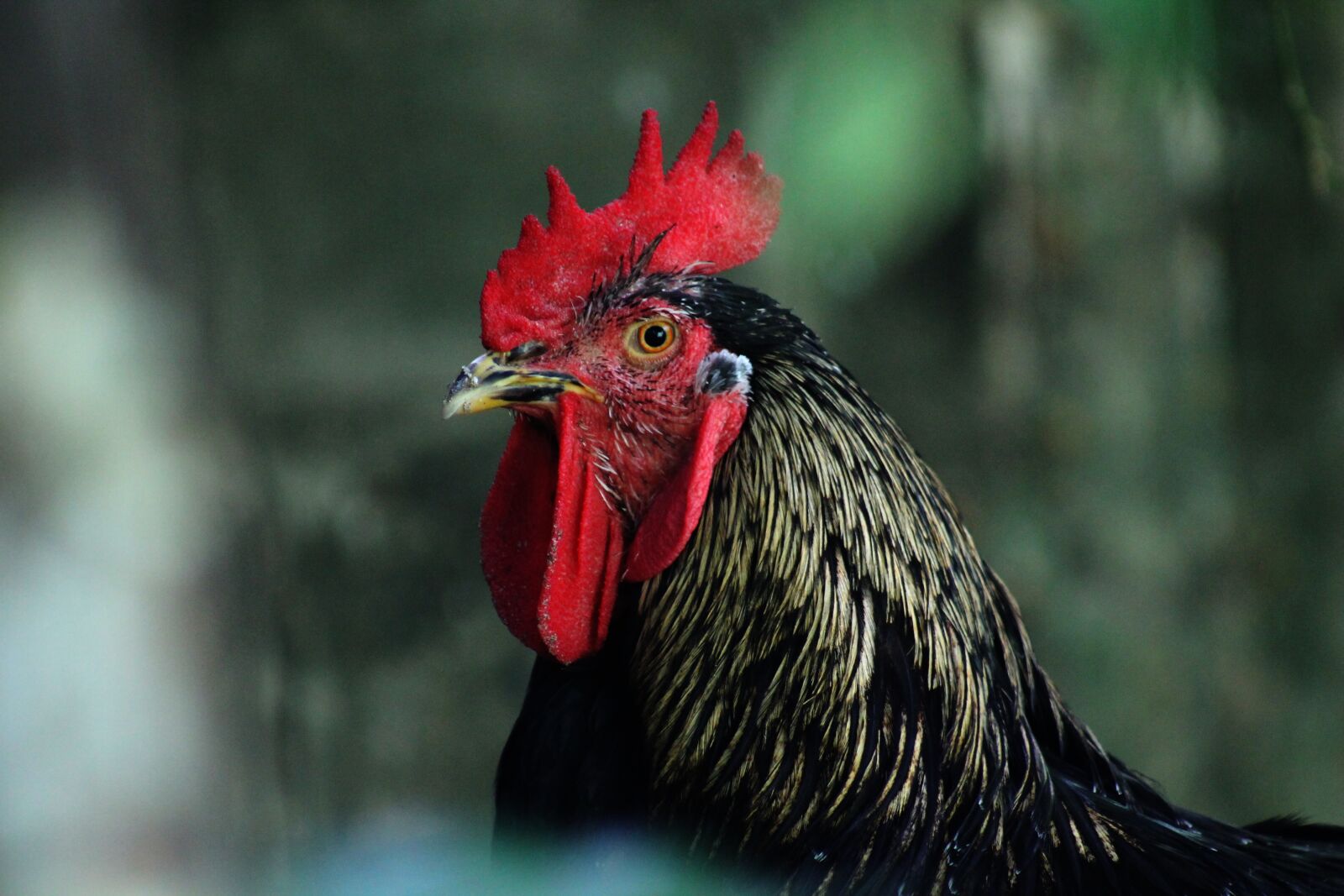 Canon EOS 1100D (EOS Rebel T3 / EOS Kiss X50) sample photo. Gallo, nature, animal photography
