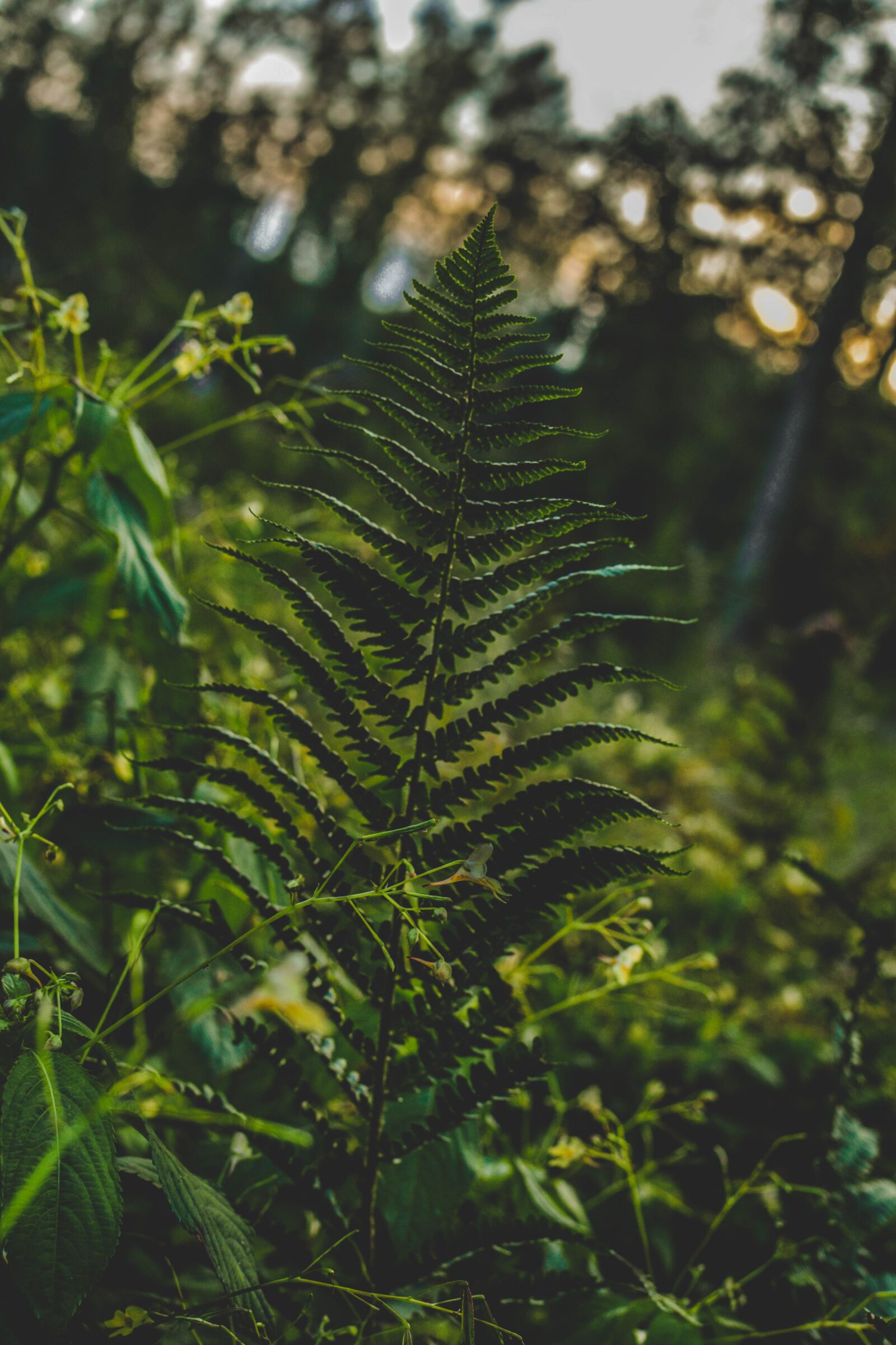 Nikon D5200 sample photo. Green, forest, leaf photography