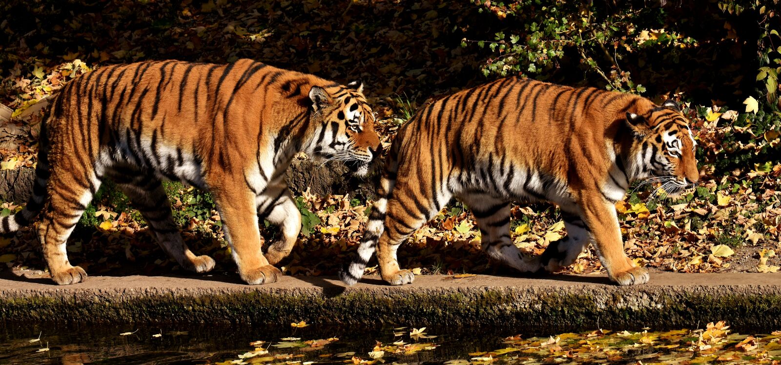 Nikon D7200 sample photo. Tiger, predator, pair photography
