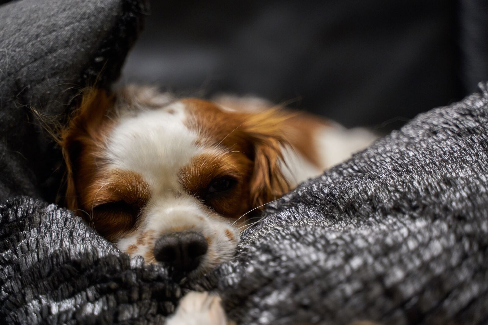 Tamron 28-75mm F2.8 Di III RXD sample photo. Dog, sleeping, pet photography