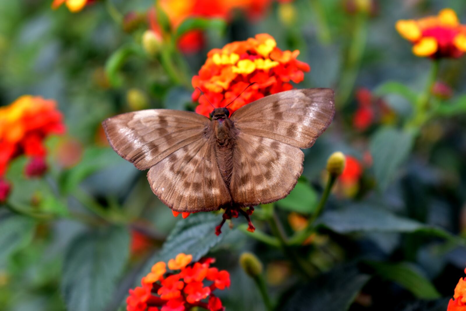 Nikon D5600 sample photo. Butterfly, flowers, insects photography