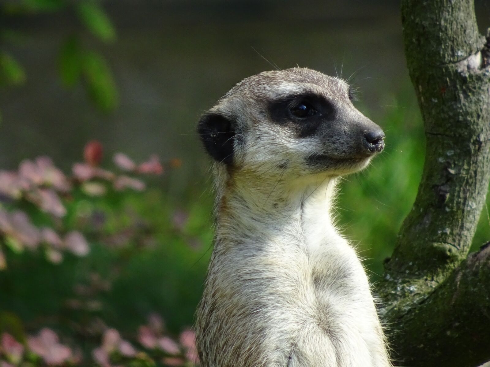 Sony Cyber-shot DSC-WX500 sample photo. Zoo, meerkat, cute photography