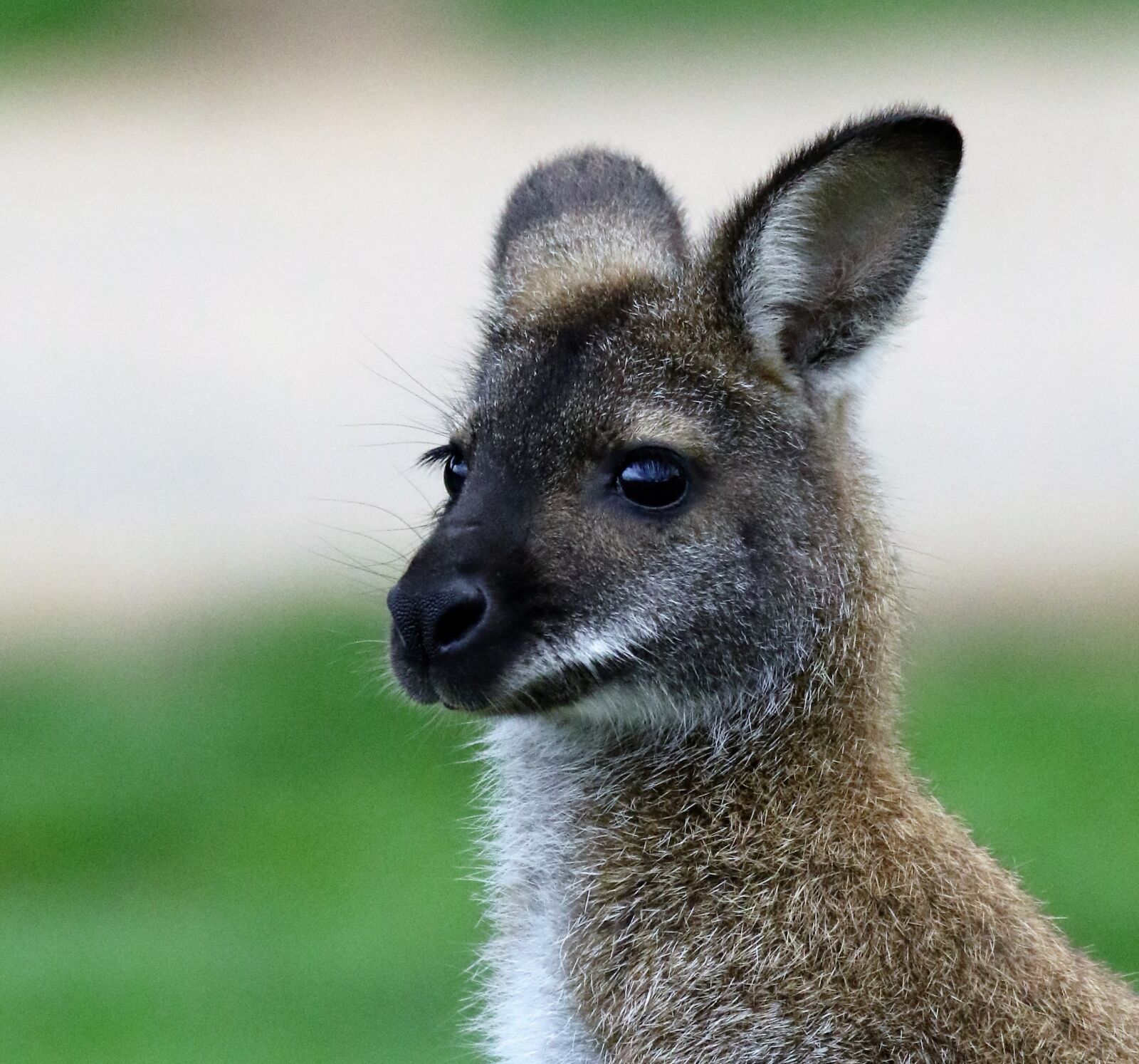 Canon EOS 7D Mark II sample photo. Wallaby, kangaroo, animal photography