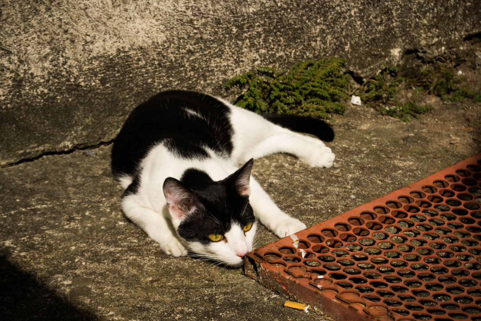 Nikon D3100 sample photo. Cat, pet, domestic photography