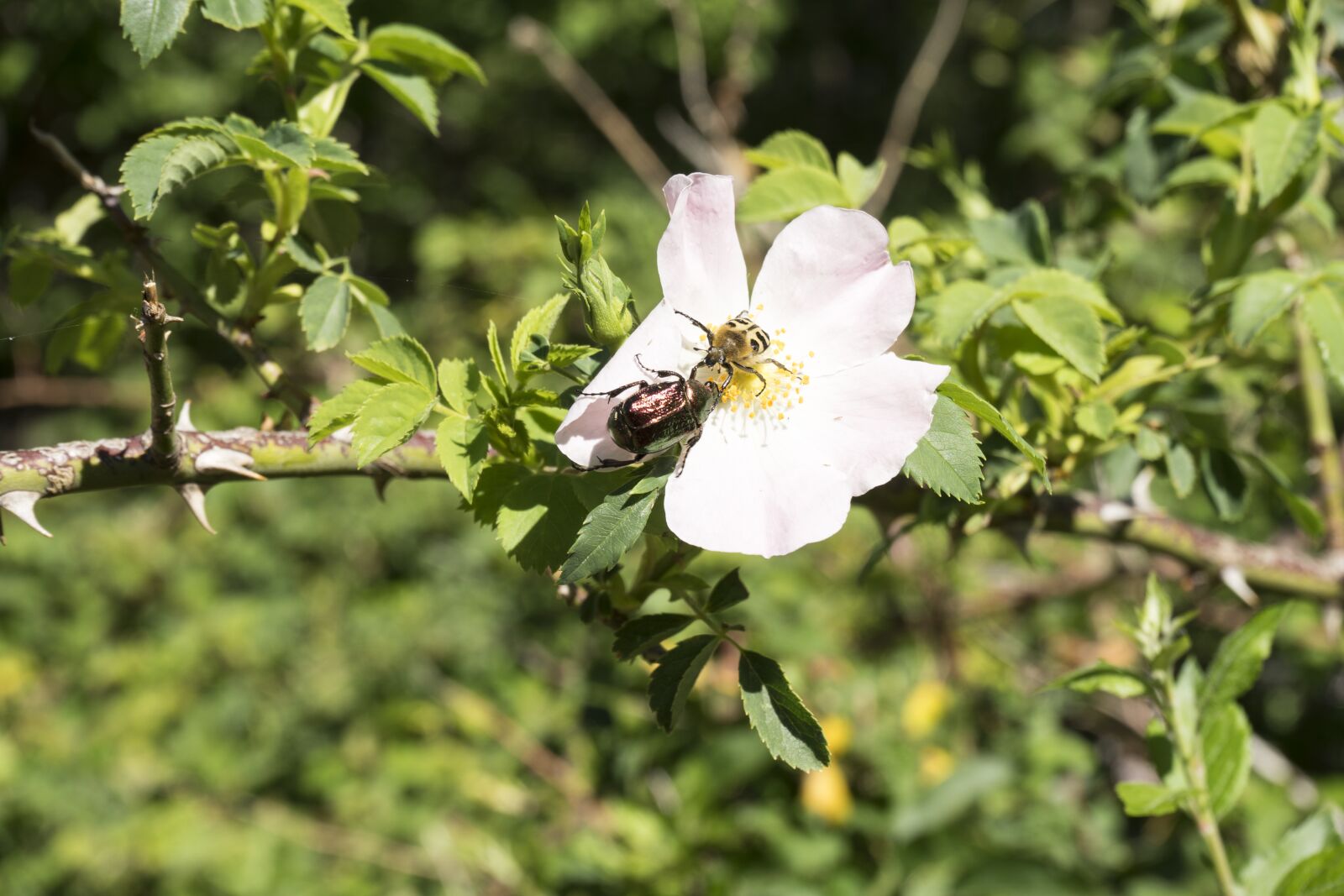Sony a7 II + Sony FE 28-70mm F3.5-5.6 OSS sample photo. Rosa, insects, nature photography
