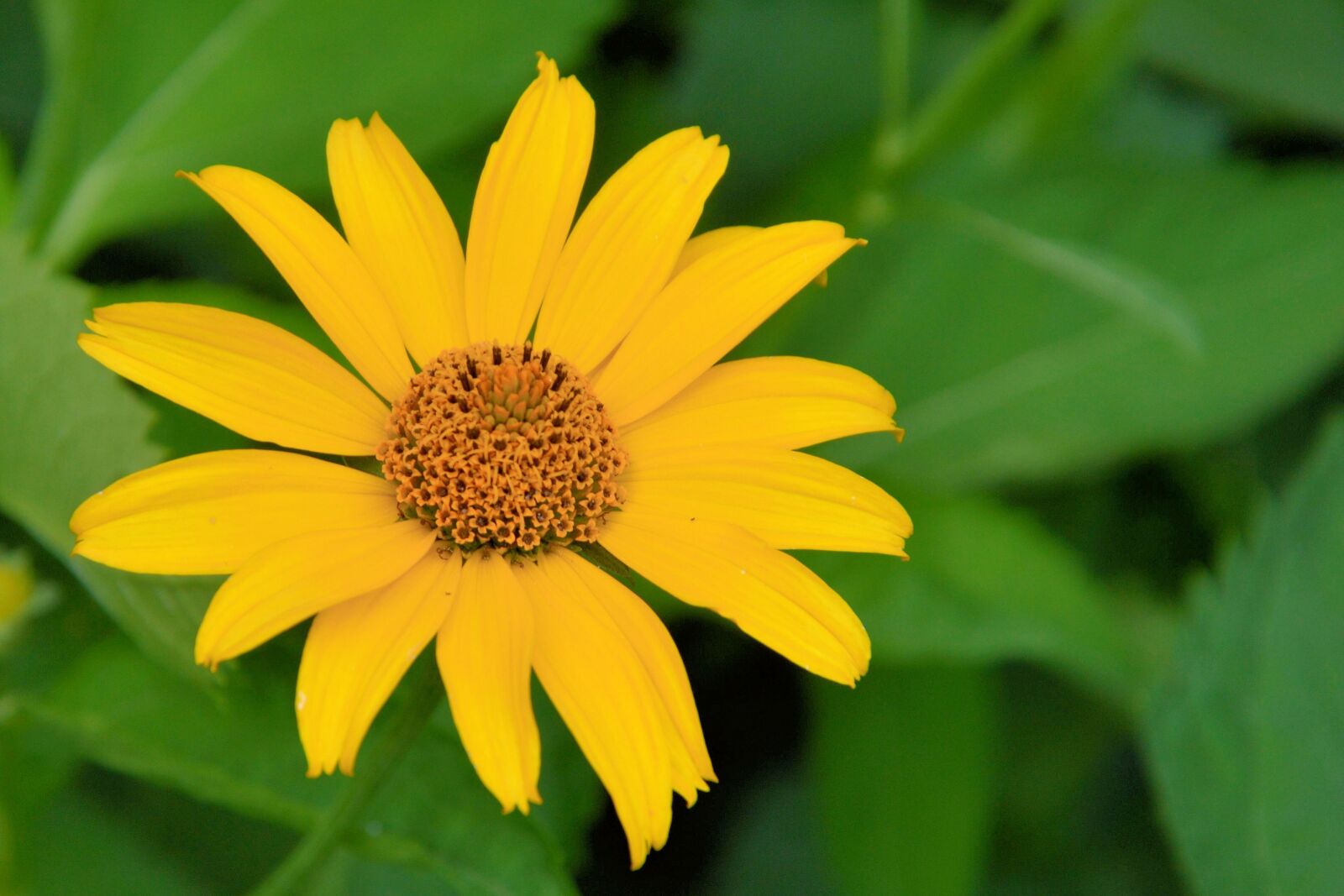 Nikon D3200 sample photo. Sunflower, blossom, bloom photography